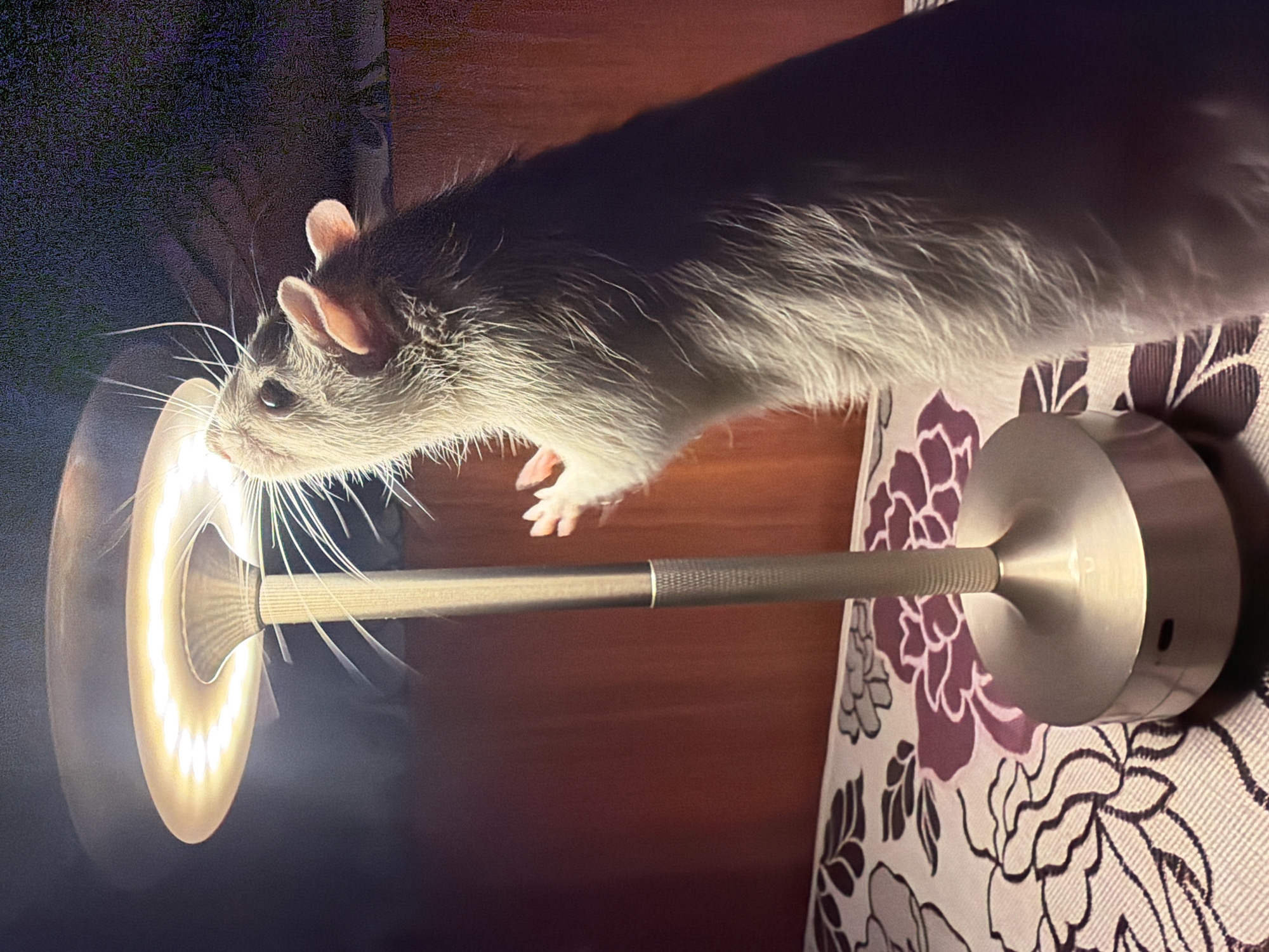 A rat is positioned next to a circular lamp. The rat is predominantly white, with some gray coloring on its head and back. The lamp features a metallic base and a ring-shaped light. The background includes a patterned surface, possibly a fabric or wallpaper, with dark floral designs on a lighter base. The location is unknown and there is no indication that it is Markovo, Russia.