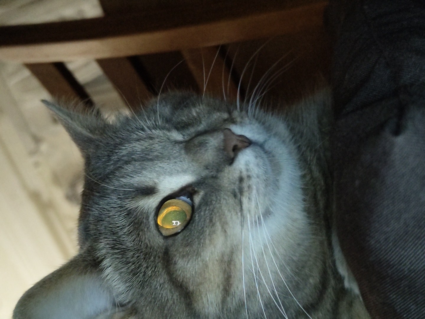 A close-up, profile shot focuses on the right side of a grey tabby cat's face. The cat's fur is striped and short. Its visible right eye is open and displays a yellow iris with a vertical pupil. Within the iris, a bright reflection reveals a light-colored, circular object with a triangular shape inside. The cat's right ear is visible and pointed upwards. Its whiskers are long and white, fanning out from its muzzle. The cat's nose is small and pink. In the background, the texture of a wooden surface is visible, along with the dark, vertical slats of a chair. The bottom portion of the image shows the dark, textured fabric of what appears to be clothing. The scene is indoors, but specific location details are unknown.