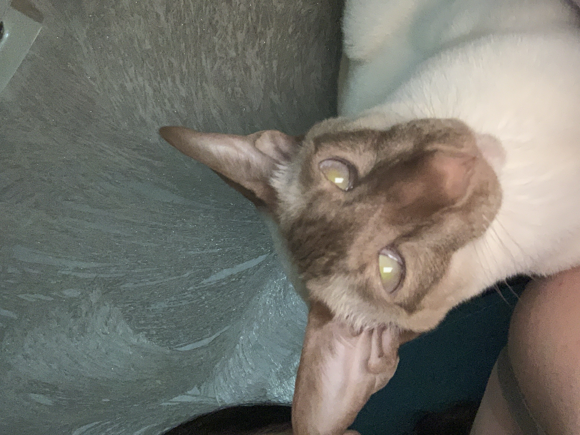The image shows a close-up of an Oriental Shorthair cat with large ears and light green eyes. The cat has brown and white fur. It appears to be lying down, with part of a person's leg visible in the lower left corner of the frame. The background is a textured, light-colored surface with a swirled pattern. There are small, bright specks scattered across the background. The lighting is dim and appears to be artificial. There is no discernible information in the image that would indicate its location in the city of Kazan, Russia.