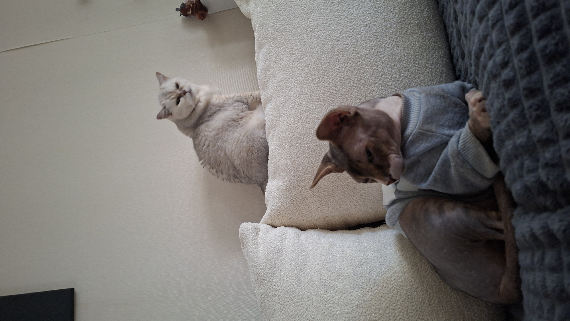 Two cats are sitting on a couch with textured, cream-colored pillows. The cat in the foreground is a Sphynx cat wearing a gray sweatshirt. The Sphynx cat is dark brown with large ears. The second cat is in the background, it is a fluffy, light gray cat sitting upright. The cats are positioned on a dark gray blanket. The background wall is cream colored with some subtle texture and a black framed object on the left side of the frame. The image is taken indoors and appears to be in a residential setting, possibly in the city of Myadzyel, Belarus.