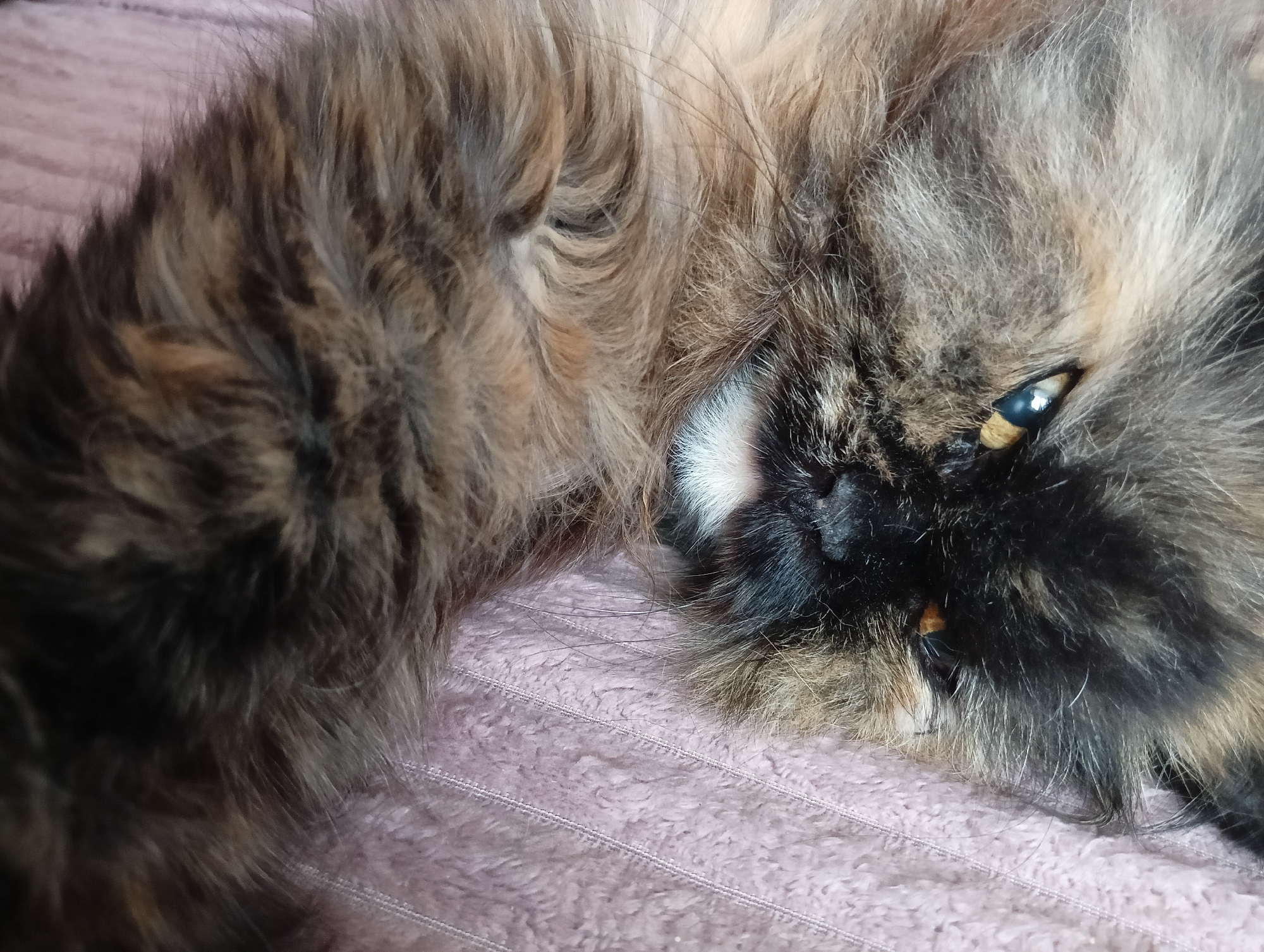 A close-up photograph depicts a long-haired cat lying on a light purple, textured surface. The cat's fur is a mix of brown, black, and grey. One of the cat's yellow-green eyes is visible. The location is not discernible from the image, and there is no evidence indicating the scene's location in Dubovaya, Russia.