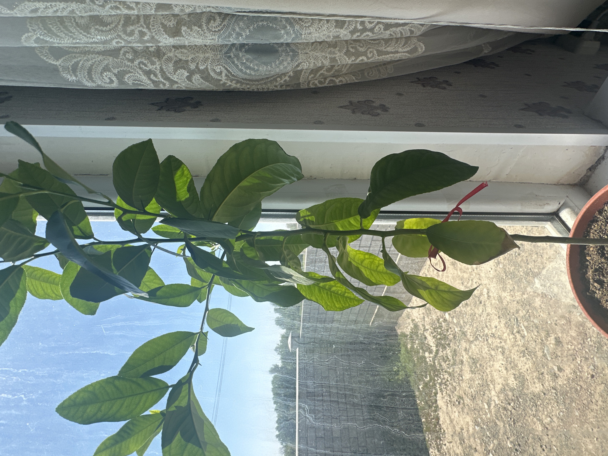 An indoor potted plant with green leaves sits on a windowsill. Through the window, a stone wall and trees are visible under a clear blue sky. To the right of the plant, a lace curtain hangs. The scene is likely in Головацкий ауылы, Kazakhstan.