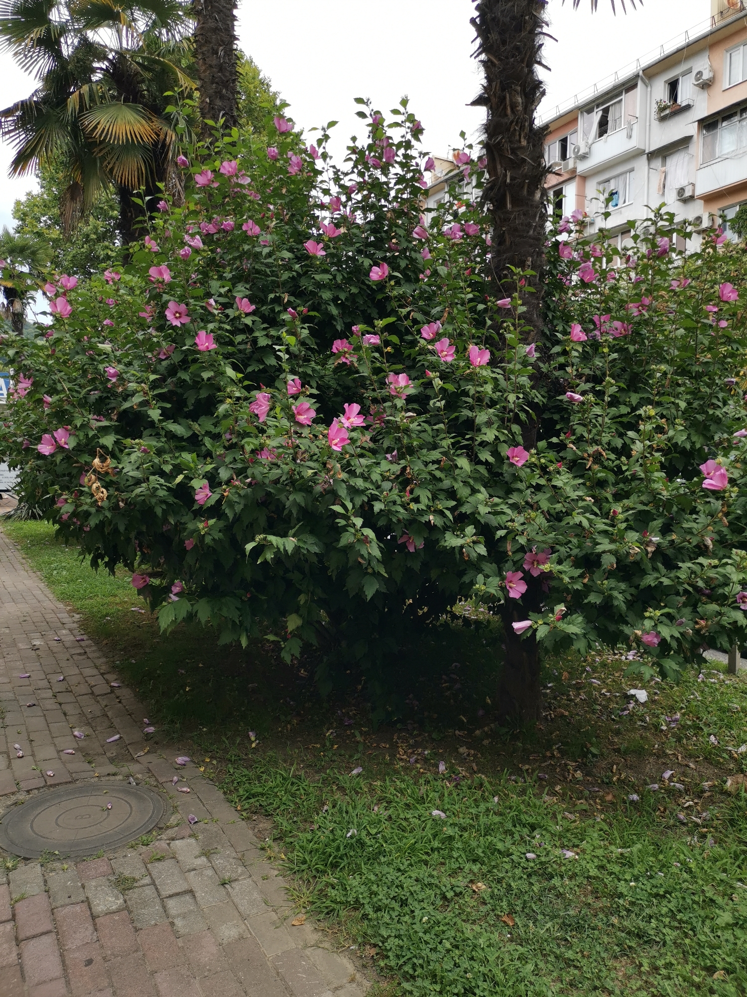 The image depicts a vibrant pink hibiscus bush in full bloom, situated next to a paved sidewalk and a grassy area. Behind the bush, a tall, weathered palm tree trunk is visible, with lush green fronds extending upwards. Further in the background, a multi-story building with balconies and windows, characteristic of urban residential architecture, stands under a bright, overcast sky. The sidewalk is constructed of reddish-brown bricks, and scattered pink petals from the hibiscus are visible on both the pavement and the grass. A circular metal manhole cover is embedded in the sidewalk. The scene appears to be an outdoor setting in a city, likely Sochi, Russia, given the presence of subtropical vegetation like palm trees and flowering shrubs alongside apartment buildings. There are no people or animals visible in the image.