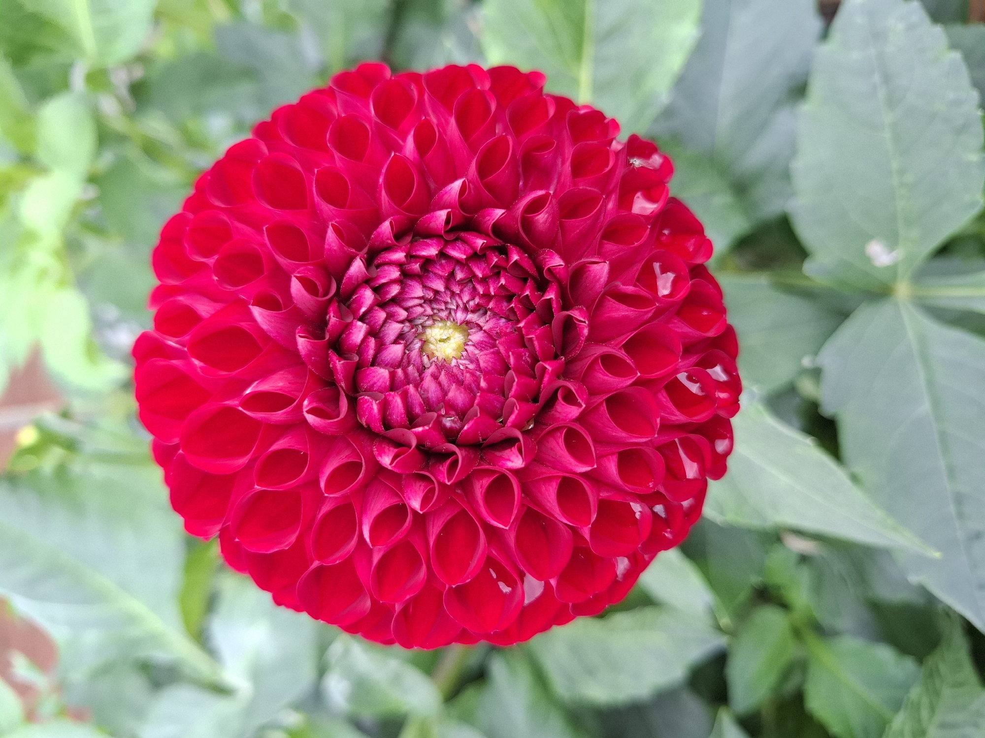 This is a close-up, top-down photograph of a vibrant red dahlia flower in full bloom. The petals are tightly packed, forming a circular pattern that draws the eye toward the flower's center, which has a small, yellowish-green core. Some dew drops are visible on the outer petals, suggesting recent rain or morning mist. The flower is set against a soft-focus background of green foliage, creating a shallow depth of field that emphasizes the dahlia. The lighting appears natural, possibly overcast, as there are no harsh shadows.
The image does not contain any information that would allow for the determination of its location within the city of Tyumen, Russia, or any other specific geographic location. There are no identifiable landmarks, signs, or contextual clues. The image is solely focused on the botanical subject.
