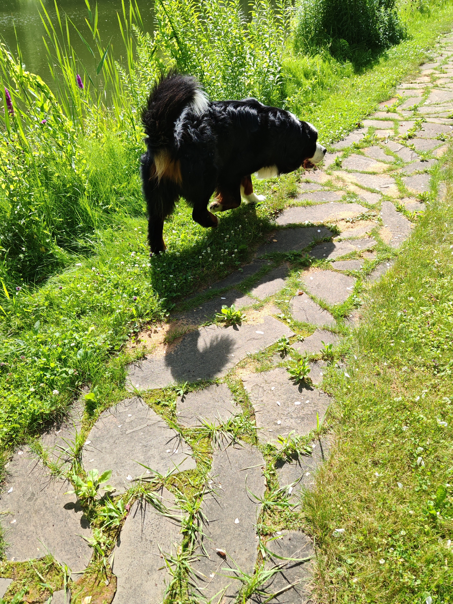 A Bernese Mountain Dog is walking on a flagstone path next to a body of water and dense green vegetation. The dog is facing to the right and its tail is raised. The flagstones are unevenly shaped and placed, with grass growing in between them. The vegetation to the left of the path is tall and leafy, with some purple flowers visible. The water is calm and reflects the greenery. The scene is illuminated by bright sunlight, casting shadows on the path and grass. The location is not specified within the city of Neva, Russia.