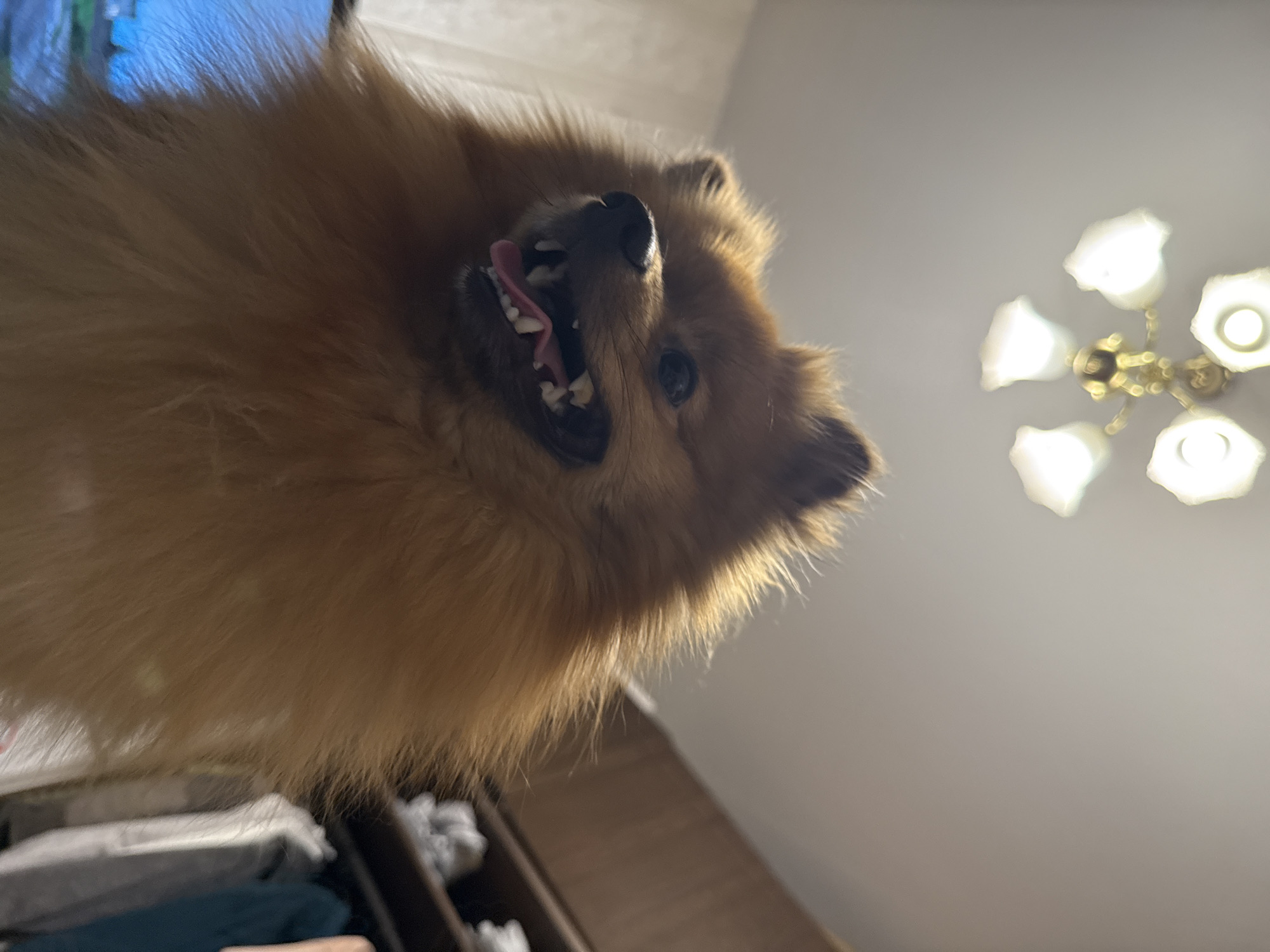 A low-angle shot captures a fluffy, medium-sized, tan-colored dog with its mouth open, revealing teeth and tongue. The dog is positioned towards the upper left of the frame. To the right and slightly above the dog is a ceiling light fixture with multiple bulbs. Below the dog, a partially visible clothing storage container is seen. The location is not discernible from the provided image and cannot be reliably located in Khimki, Russia.