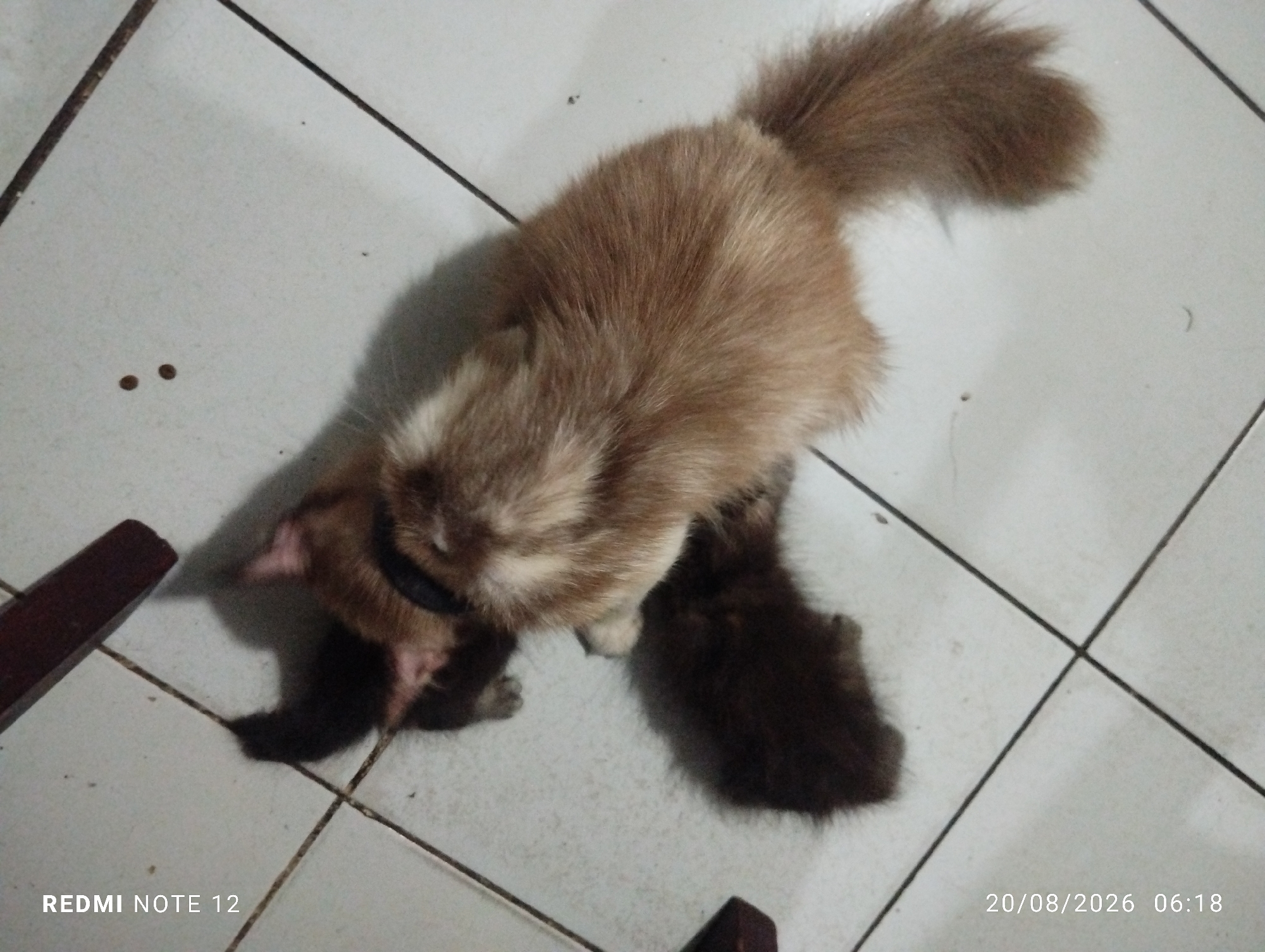 The image shows a light brown cat with a dark brown kitten on a white tiled floor. The cat is lying down with its head facing left, and the kitten is nestled underneath its body. There are visible lines where the tiles meet, creating a grid pattern. A dark wooden object is partially visible in the bottom left corner of the image. The timestamp "20/08/2026 06:18" and the text "REDMI NOTE 12" are present in the bottom corners of the image. There are no discernible elements that place the scene specifically in Bekasi, Indonesia; it is a domestic indoor scene.