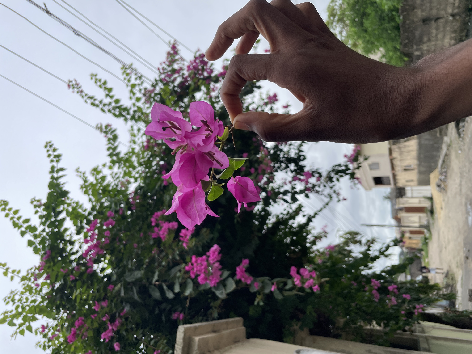 A close-up, eye-level shot captures a dark-skinned hand gently holding a cluster of vibrant pink bougainvillea flowers. The hand is positioned towards the center-right of the frame, with its index finger and thumb delicately pinching a stem of the flowers. The bougainvillea plant, a large bush or tree laden with numerous similar pink blooms and green leaves, forms a blurred but prominent background, suggesting lush vegetation.
Above the plant, the sky is bright and overcast, with several thin utility lines stretching horizontally across the upper left quadrant. In the blurred background to the right, residential buildings with concrete walls and visible windows line what appears to be an unpaved street. A very indistinct, blurry figure, possibly a person or child, can be vaguely discerned in the far distance on the street.
The image is captured during daytime, under a cloudy sky, providing soft, diffused lighting. The overall scene depicts a moment of human interaction with nature within an urban or semi-urban setting, consistent with the location context of Ado, Nigeria. There is no visible text in the image.