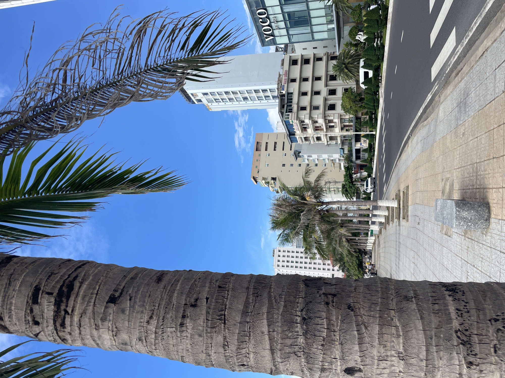 The image presents a vibrant urban street scene in Bac Nha Trang Ward, Vietnam, under a bright, clear blue sky with a few wispy white clouds. The perspective is from close to the ground, looking up along a street lined with buildings and palm trees.
In the foreground, a massive, textured palm tree trunk extends diagonally across the lower left part of the frame. Its rough, ridged bark is clearly visible. Some of its fronds are seen at the top and bottom edges; one set of fronds is green and healthy, while another, higher set appears dry and withered, their individual leaflets curling.
To the right of the foreground palm, a paved road with white lane markings and a distinct pedestrian crosswalk runs parallel. Adjacent to the road is a wide sidewalk made of patterned, light-colored tiles, where several grey, stone-like benches or planters are spaced out. Beyond this, a row of smaller palm trees lines the street.
The background is dominated by several multi-story buildings. A prominent modern building with a glass facade displays the clear white text "VOCO BY IHG" near its roofline. Another building next to it shows "SUEN HONG" on its facade. Other tall, light-colored buildings with numerous windows complete the cityscape, receding into the distance.
The scene captures a typical sunny daytime view of a bustling urban area, though no specific human activity or people are clearly visible, giving a tranquil impression of the street. The tropical foliage juxtaposed with modern architecture provides location cues consistent with a coastal city in Vietnam.