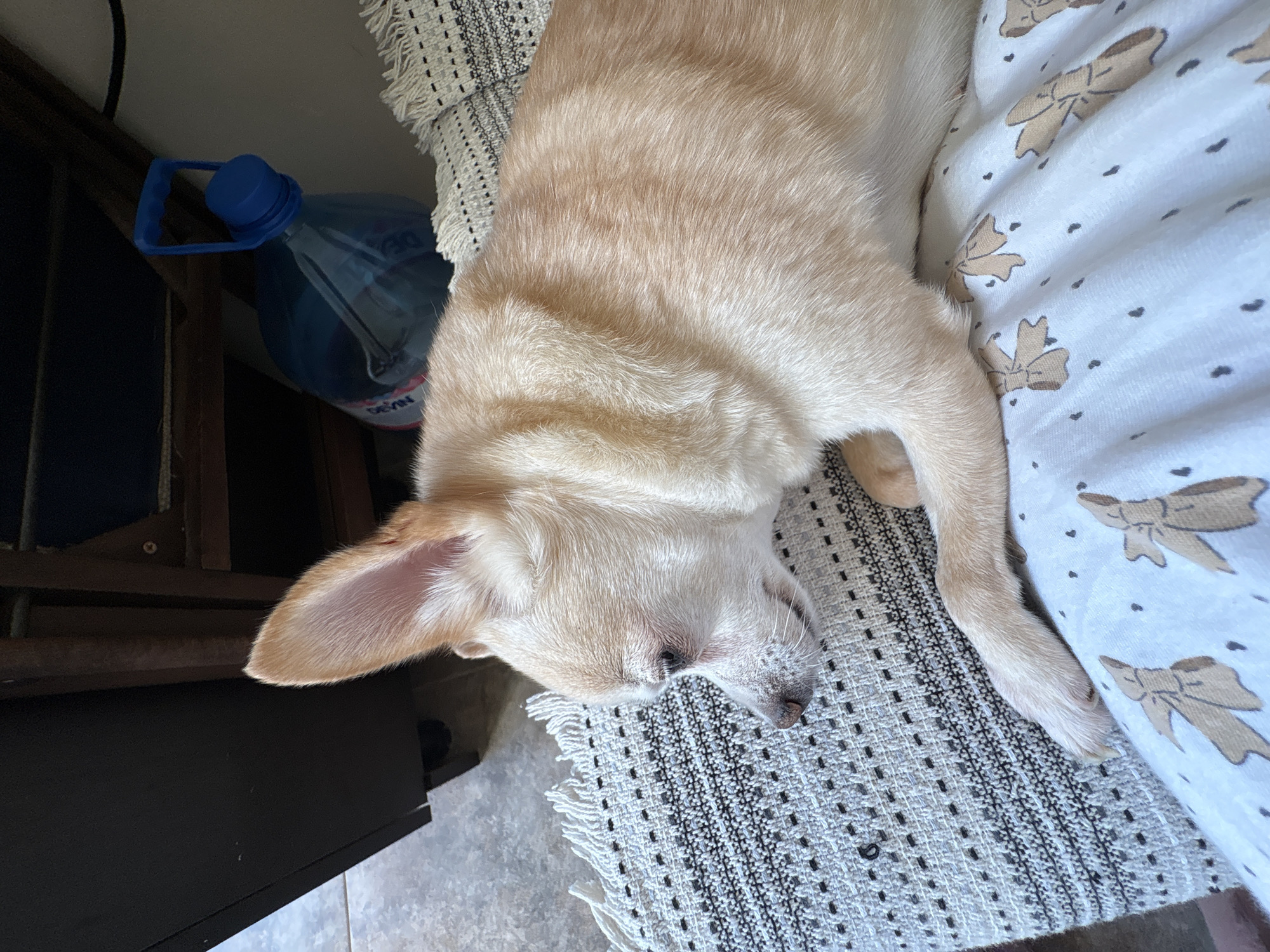 The image shows a light-colored dog, possibly a chihuahua mix, lying on a patterned blanket. The dog is in profile, facing left, with its ears erect. The blanket has a geometric pattern in black and white, and is partially on top of another blanket with a print of stylized bows. In the background, a large blue plastic water jug with a handle is visible. A dark wooden structure is also present in the background, along with a grey tiled floor. The lighting suggests it is daytime. There is no indication of the location being in Vratsa, Bulgaria.