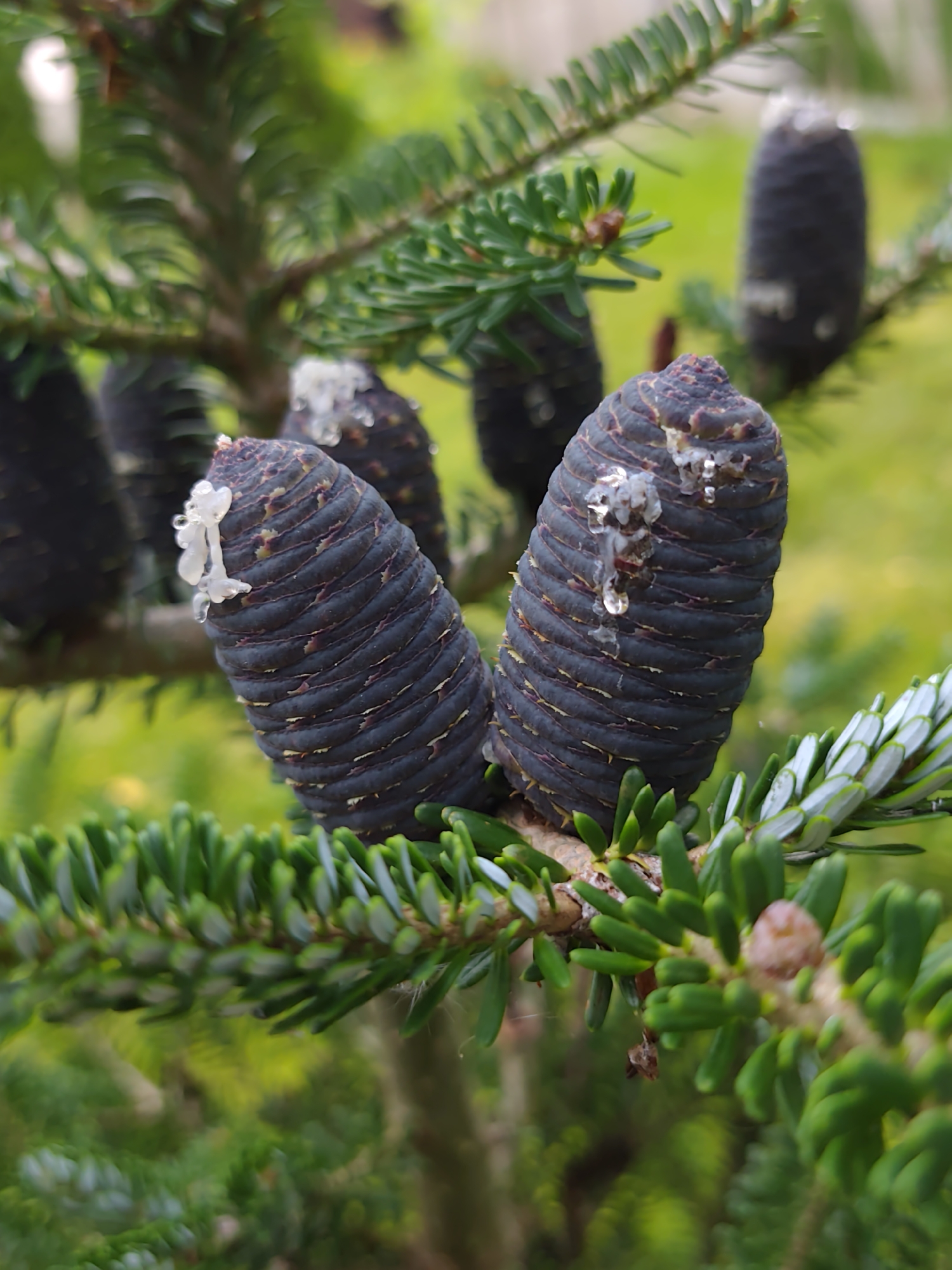 The image is a close-up, eye-level shot of dark, elongated pinecones on a coniferous tree. The pinecones are dark purplish-black with distinct, segmented scales and are dripping with clear, viscous resin. Some of the resin has solidified into white, crystalline formations at the tips of the cones. The needles of the tree are a vibrant green, with some having a silvery underside. The background is a soft, blurred green, suggesting foliage. The scene appears to be outdoors in a natural setting. The location is identified as Бараўлянскі сельскі Савет, Belarus, indicating a rural or suburban area.
