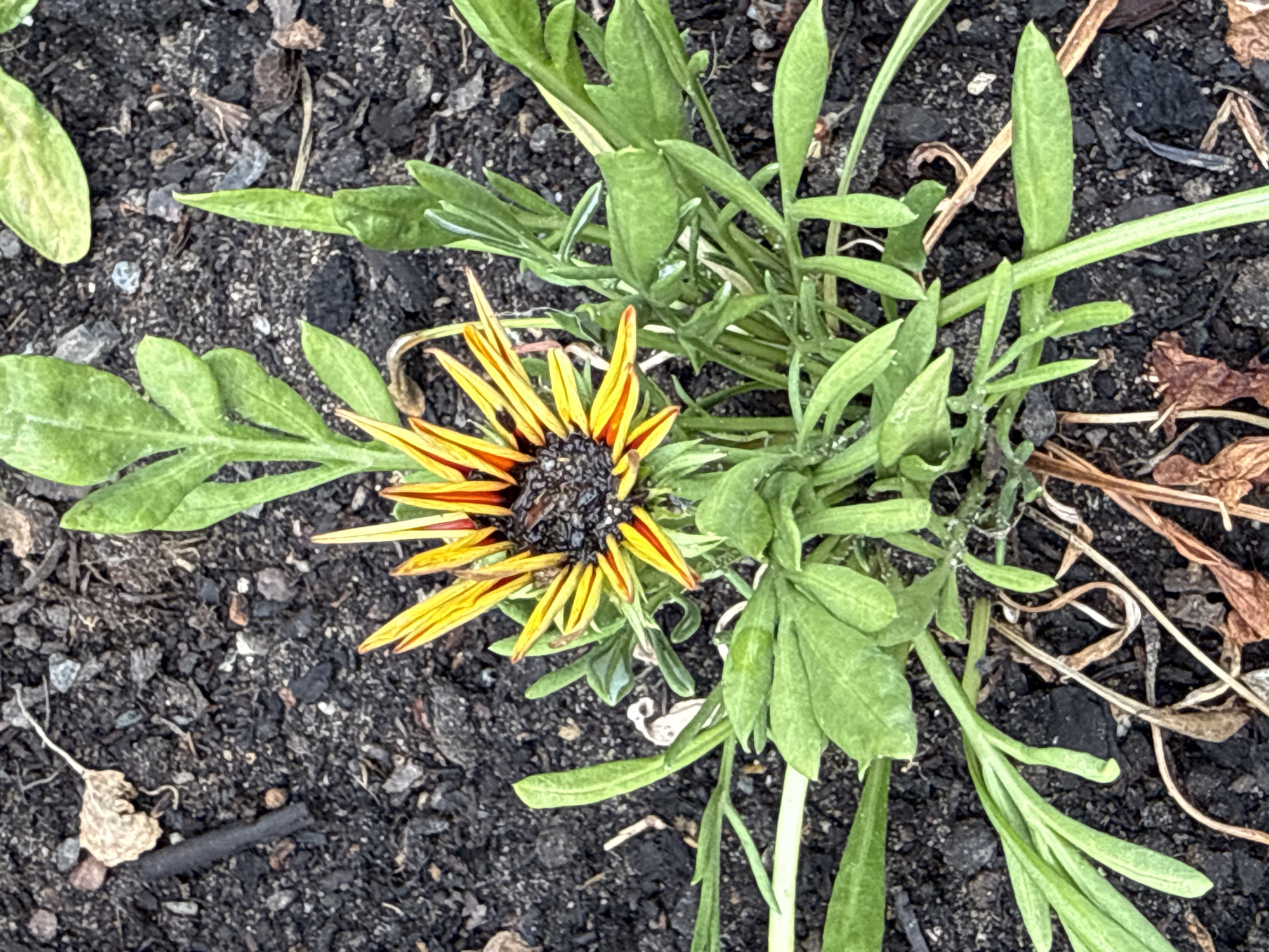 The media file shows a close-up, overhead view of a single, wilting flower with yellow and red petals and a dark, dried-out center. The flower is surrounded by green foliage and is planted in dark, loose soil. The soil is interspersed with small stones, dried leaves, and twigs, suggesting an outdoor environment. The flower's petals are long and slender, radiating outwards from the center. Some of the petals appear to be drooping, indicating the flower is past its prime. The foliage is vibrant green and appears healthy, with many thin, elongated leaves. The overall scene is that of a garden bed or a natural outdoor setting. There is no visible text in the image. The lighting suggests it is daytime, possibly overcast given the lack of strong shadows. The location is specified as Rathenow, Germany.