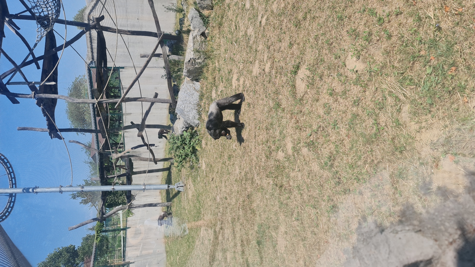 The image shows an outdoor enclosure with several chimpanzees and a wooden structure with ropes and platforms. The enclosure has a concrete wall in the background and a ground covered with dry grass and some rocks. One chimpanzee is in the foreground, bending down and holding something in its hand. Another chimpanzee is visible in the middle ground, walking on the grass. Two other chimpanzees are in the background, one on the grass and another on the wooden structure. The scene is illuminated by bright sunlight under a clear blue sky. This enclosure appears to be located within the Bratislava Zoo.