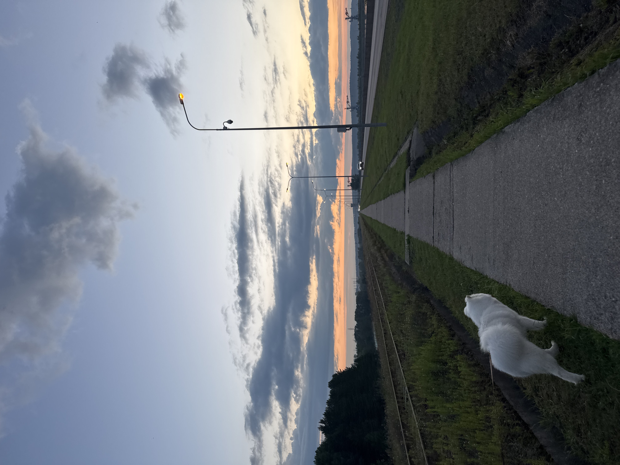 A white Samoyed dog is on a leash, walking on a grassy area next to a concrete sidewalk. The sidewalk runs alongside a road with streetlights. In the background, there are railway tracks, trees, and a body of water. The sky is filled with dramatic clouds tinged with the orange and yellow hues of a sunset. The location is a paved path along the Kama River in Chaikovsky, Russia.
