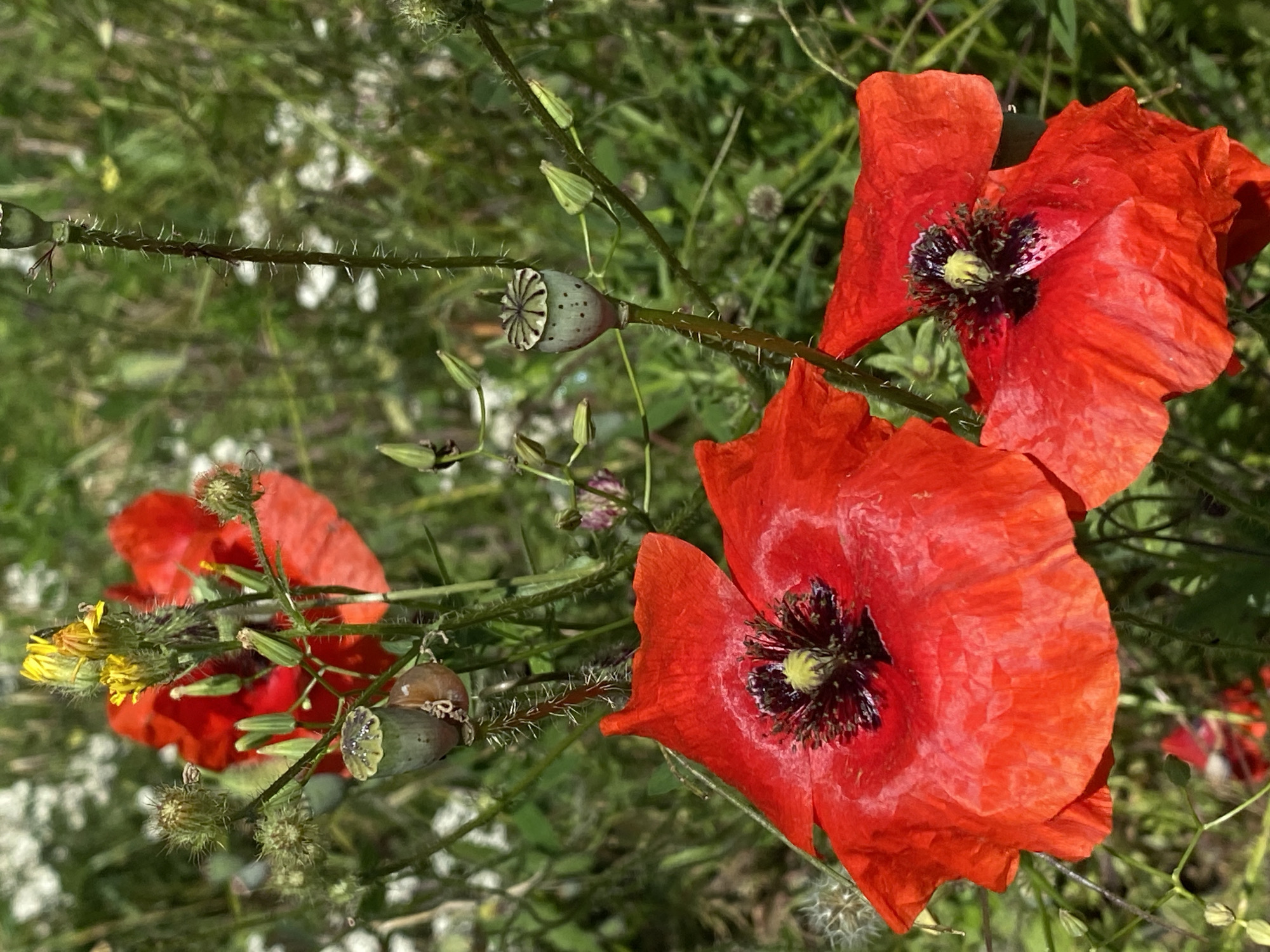 A close-up, vertical, eye-level shot features two vibrant red poppies in the foreground, their delicate petals slightly ruffled. The poppy on the left is fully open, revealing a dark center with yellow stamens. The poppy on the right is also open, its petals overlapping. Behind them, a blurry background of green foliage and other plants suggests an outdoor setting. Several poppy seed pods, some green and immature, others brown and dried, are visible on spiky stems, adding texture and detail to the composition. A hint of a yellow flower and small buds are also present. The scene is natural and unposed, showcasing the beauty of wildflowers in a meadow or garden. No people or man-made objects are visible. The location in Pleven, Bulgaria, is not explicitly identifiable from the image.