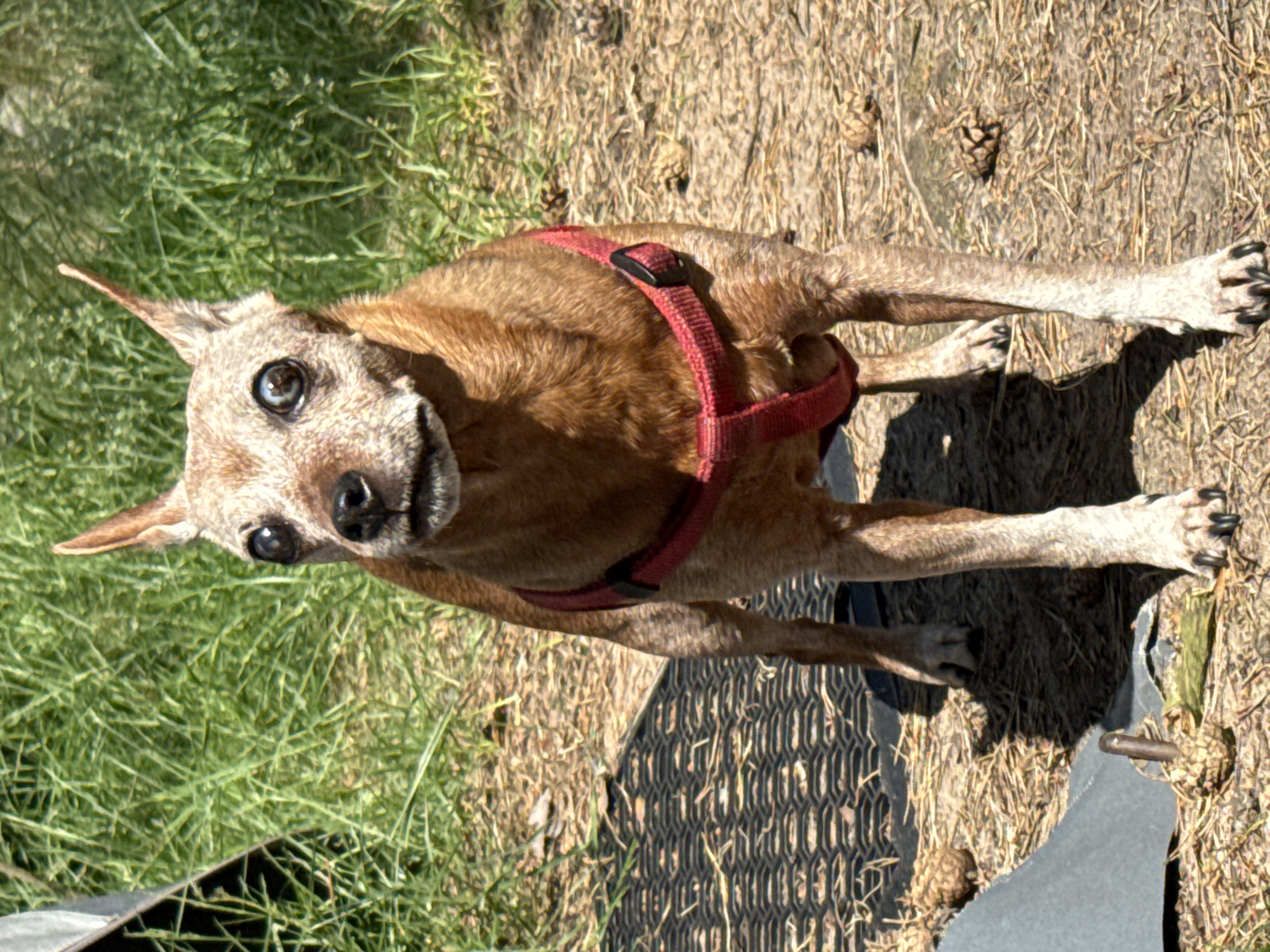 A medium shot shows a tan and brown dog standing on the ground outdoors. The dog is facing the camera and is wearing a red harness. The dog has large, wide eyes and its mouth is slightly open, revealing its teeth. The dog's fur is short and appears somewhat matted. Behind the dog, there is green grass and dry leaves and twigs on the ground. To the left of the dog, there is a dark, textured mat. In the background, the grass is dense and appears to be growing in sunlight. The scene is outdoors, possibly in a yard or park. The dog appears to be alert and attentive. The lighting suggests it is a sunny day.