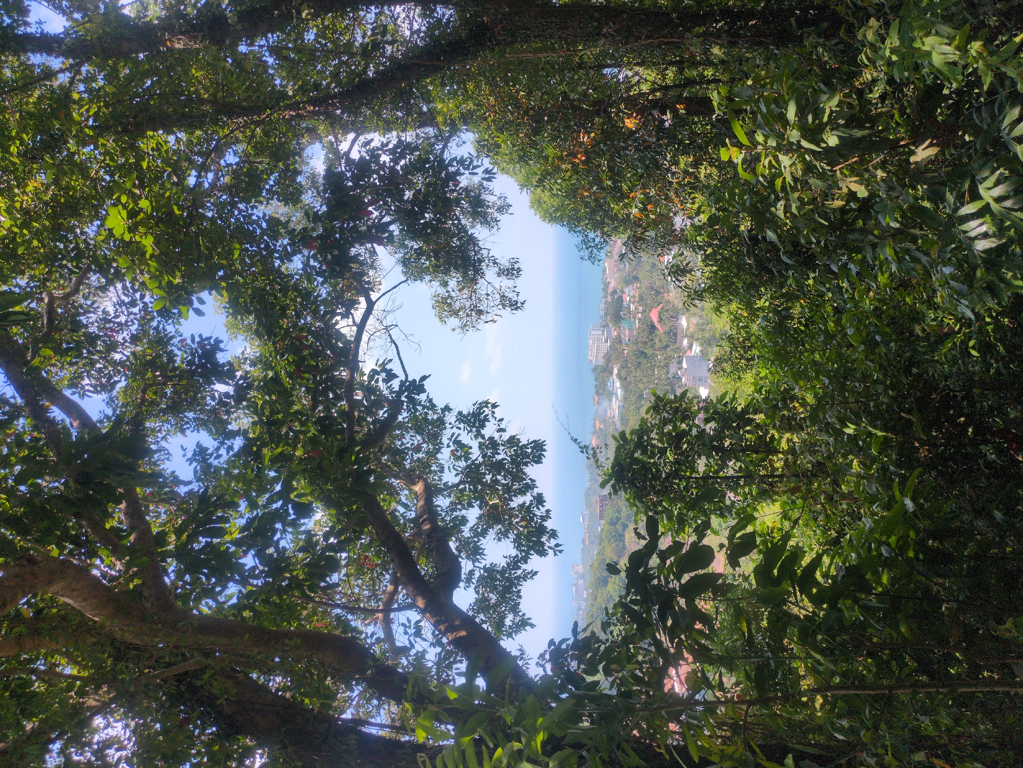 The image captures a view from within a lush forest in Phú Quốc, Vietnam, looking outwards towards the sea and the coastline. The dense foliage of the trees forms a natural frame around the central view. The blue sea and sky are visible in the opening between the trees, while a small portion of the town is visible to the right of the image. The viewpoint is elevated, suggesting the photograph was taken from a hillside or higher ground. The lighting suggests a sunny day, with dappled sunlight filtering through the leaves.