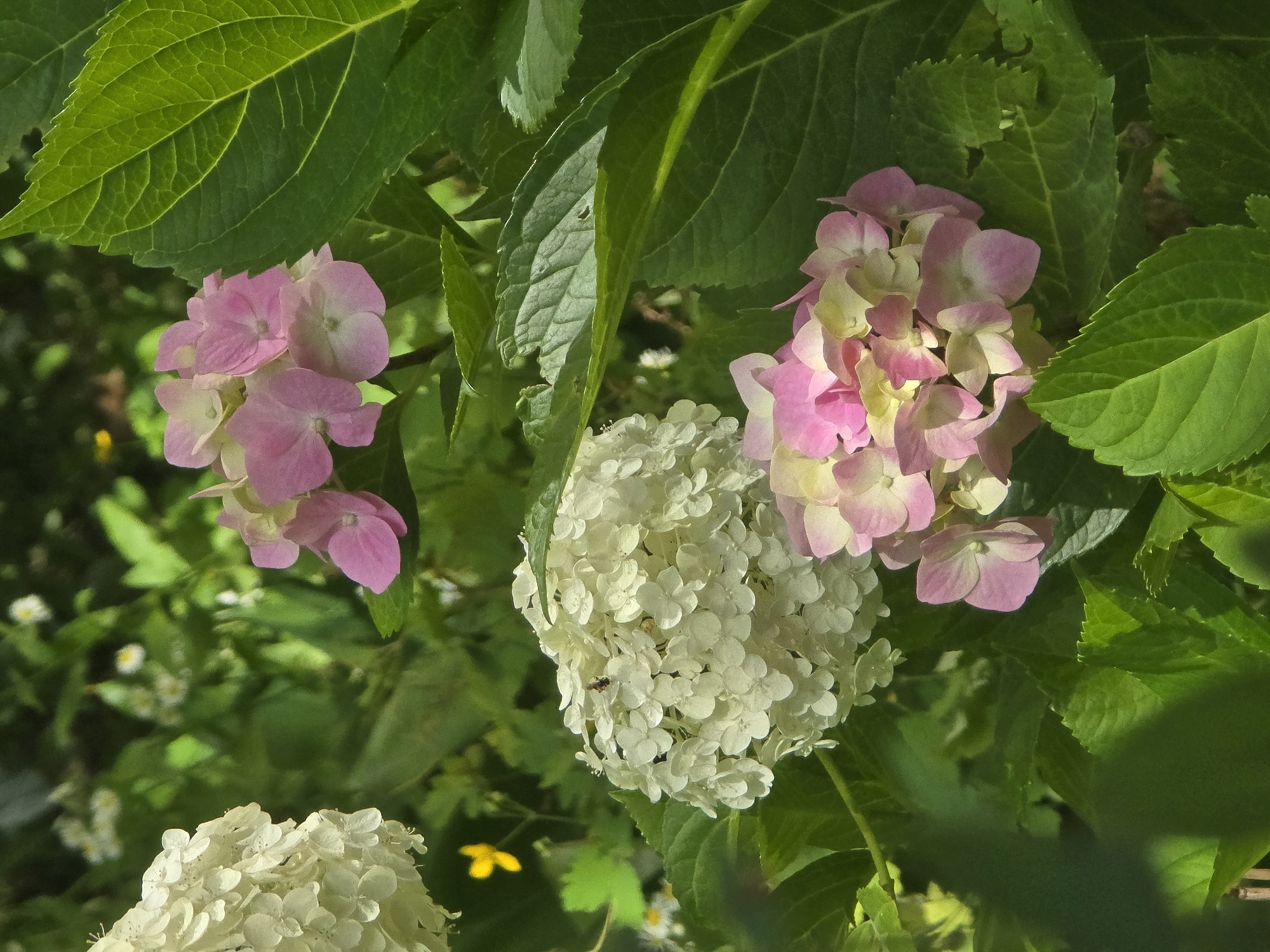 The image depicts a close-up view of blooming hydrangeas in a garden setting. There are several clusters of hydrangeas visible, some in shades of white and others in pink and light yellow hues. Large, green leaves surround the flowers, creating a lush, natural backdrop. In the center of the frame, a cluster of white hydrangeas is prominent, with a small insect, possibly a bee, visible on one of the florets. A small yellow flower is also visible in the upper left portion of the image, adding a splash of contrasting color. The lighting suggests it is daytime, with sunlight filtering through the foliage, creating dappled shadows. The image does not contain any information that would indicate its specific location in the city of Vyshneve, Ukraine.