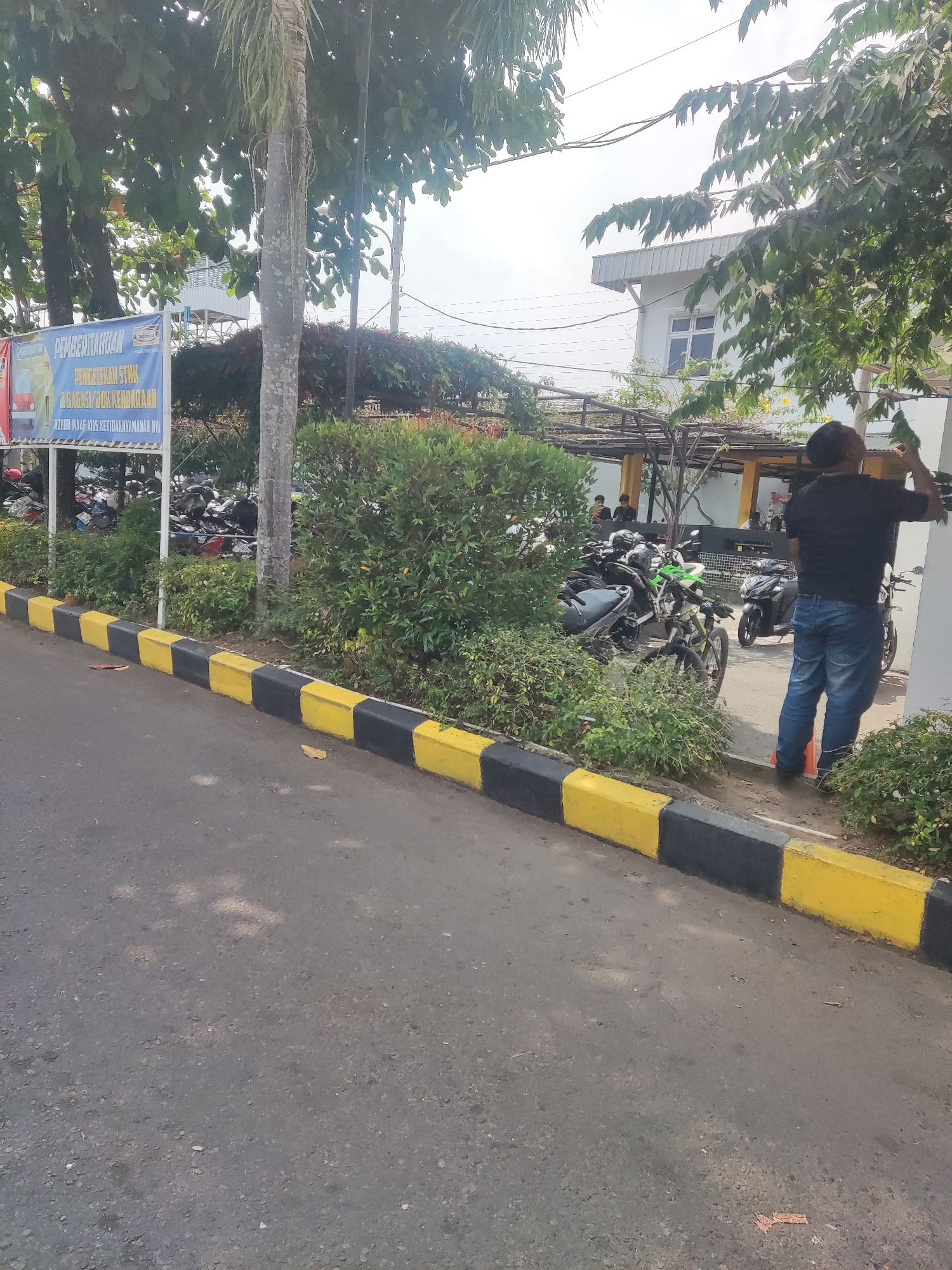 This is an outdoor, ground-level, eye-level shot of a street scene in Trihanggo, Indonesia. The foreground shows a paved road with a yellow and black striped curb running along the side. Behind the curb is a strip of green bushes and a palm tree trunk. Further back, a parking area is visible with several motorcycles parked. To the right, a man in a black shirt and blue jeans is standing, facing away from the camera, with his right hand reaching up towards some tree branches. A white building with windows is visible in the background, along with more trees and overhead power lines. A blue and yellow sign with text in Indonesian is also present.