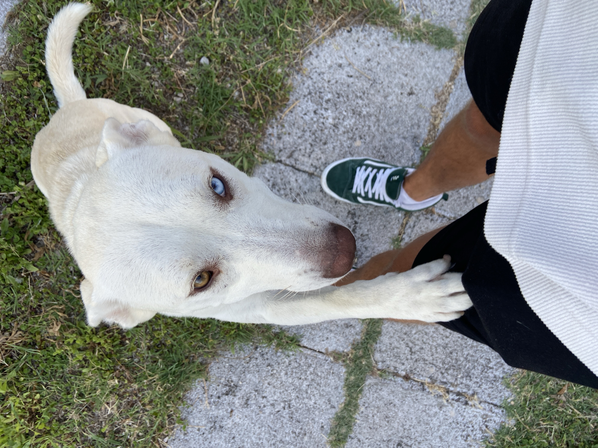 An overhead shot captures a white dog with heterochromia, one eye brown and the other blue, looking up at the camera with its paw resting on a person's leg. The person is wearing black shorts and a white corduroy shirt. Green sneakers are visible on the person's feet. The scene is set outdoors on a cobblestone path bordered by green grass, suggesting a park or a residential area, possibly in Šušanj, Montenegro. The lighting indicates it is daytime.