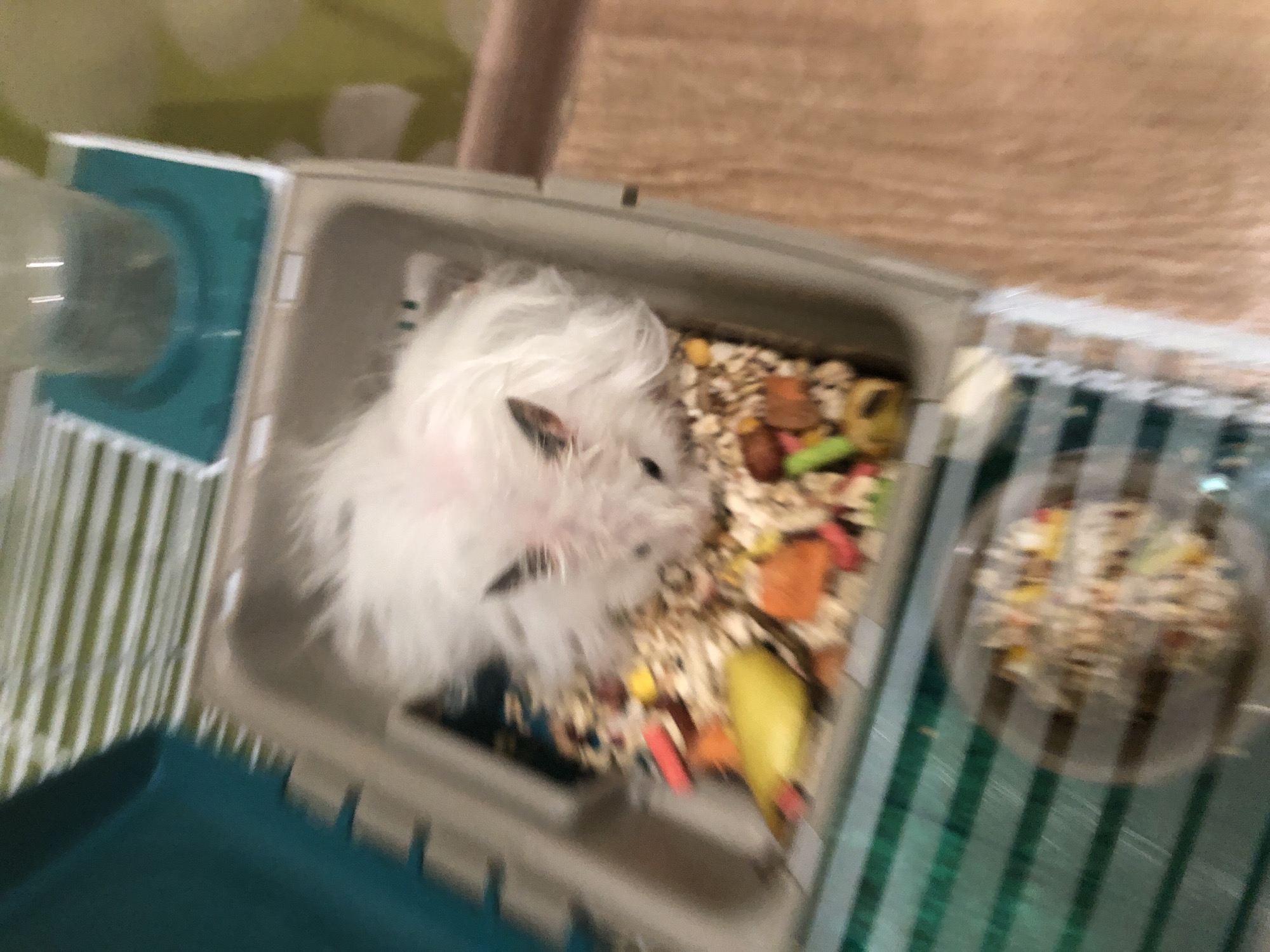 The image shows a white hamster in a cage filled with food. The cage appears to be in a domestic setting, with a wooden floor visible in the background. There are no discernible landmarks or elements that would suggest a specific location within the city of Solikamsk, Russia. The image is blurry, making it difficult to provide more precise details about the hamster, cage, or surroundings.