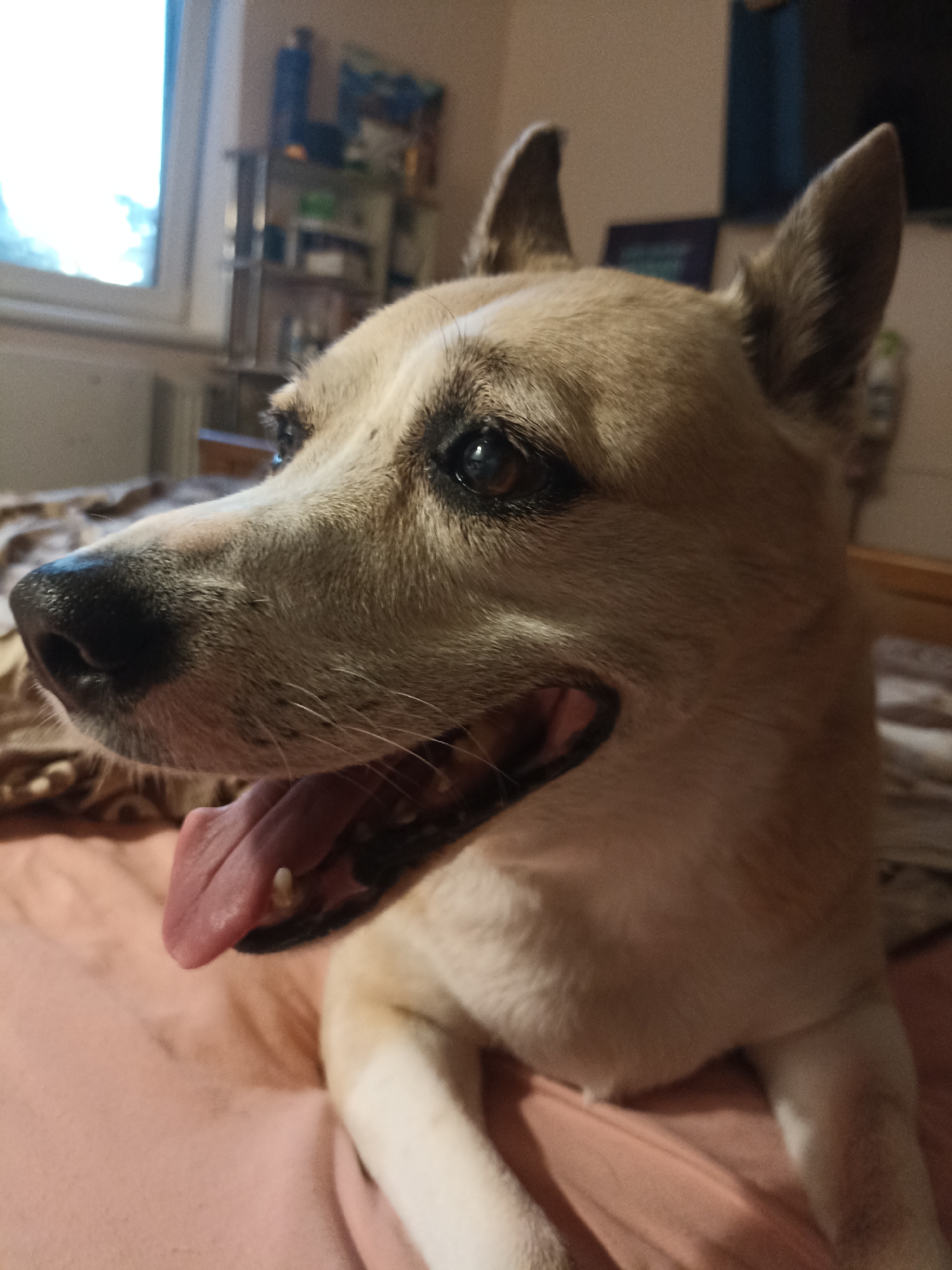 A tan and white mixed-breed dog, appearing to be an adult, is depicted lying on a pinkish-orange fabric surface. The dog's head is turned towards the left of the frame, with its mouth slightly open and a pink tongue extended, revealing one lower tooth. Its eyes are dark, and its nose is black. White fur marks its snout, forehead, and chest, while the dominant fur color is light tan. Both ears are erect and pointed. The background is out of focus, revealing a brightly lit window on the left, and shelves with various objects, including bottles, in the center-right. A dark, rectangular object is partially visible in the upper right background. The scene is illuminated by natural light entering from the window. This indoor scene is situated in the city of Velykodolynske, Ukraine.