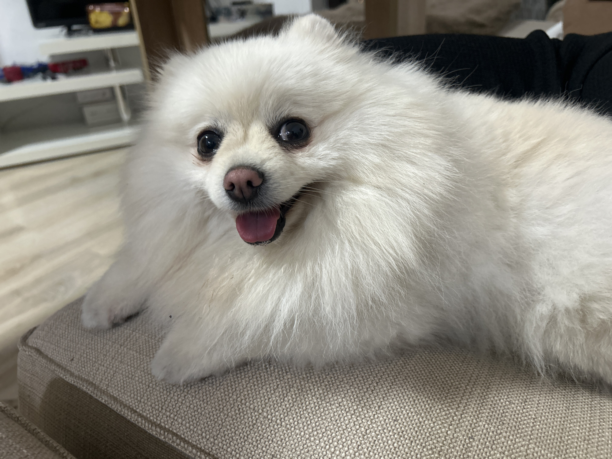 A fluffy white Pomeranian dog is lying on a beige couch. The dog's tongue is sticking out, and its eyes are open and black. The background is blurred, but it appears to be a living room with shelves and furniture. The location is Varna, Bulgaria.