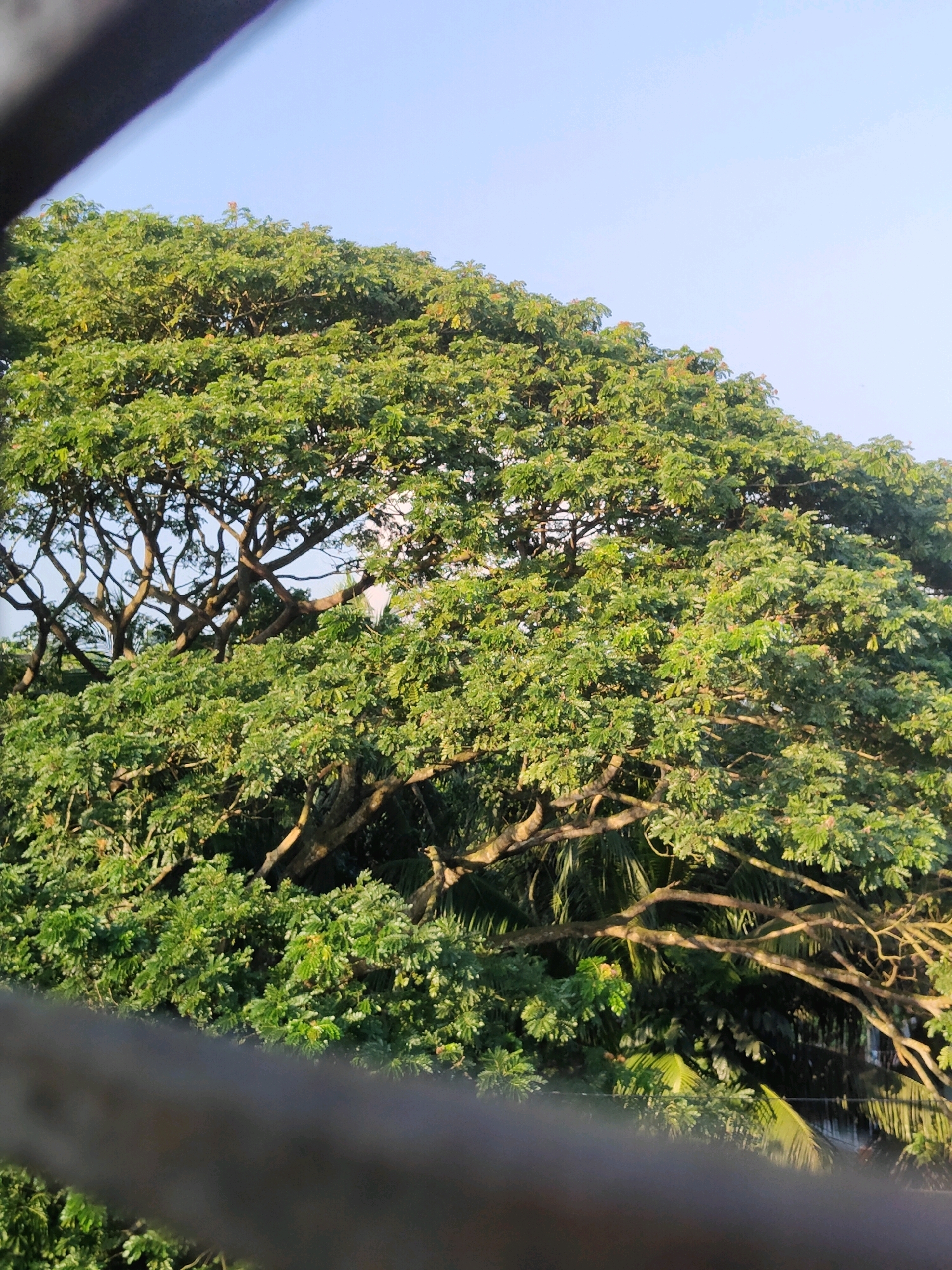 An expansive, lush green tree dominates the frame, its branches spreading wide against a clear, pale blue sky. The tree's dense foliage is a vibrant green, with sunlight dappling through, highlighting the individual leaves and casting shadows. The tree appears to be mature, with thick, gnarled branches visible in the mid-ground, hinting at its age and sturdy structure. In the foreground, a blurred dark horizontal element obscures the lower portion of the image, suggesting it may be a railing or ledge from which the photo was taken. Behind the main tree, other green vegetation, including what appear to be palm fronds, can be seen. The overall scene evokes a natural, outdoor setting. The location is specified as the city of Senbagh, Bangladesh.