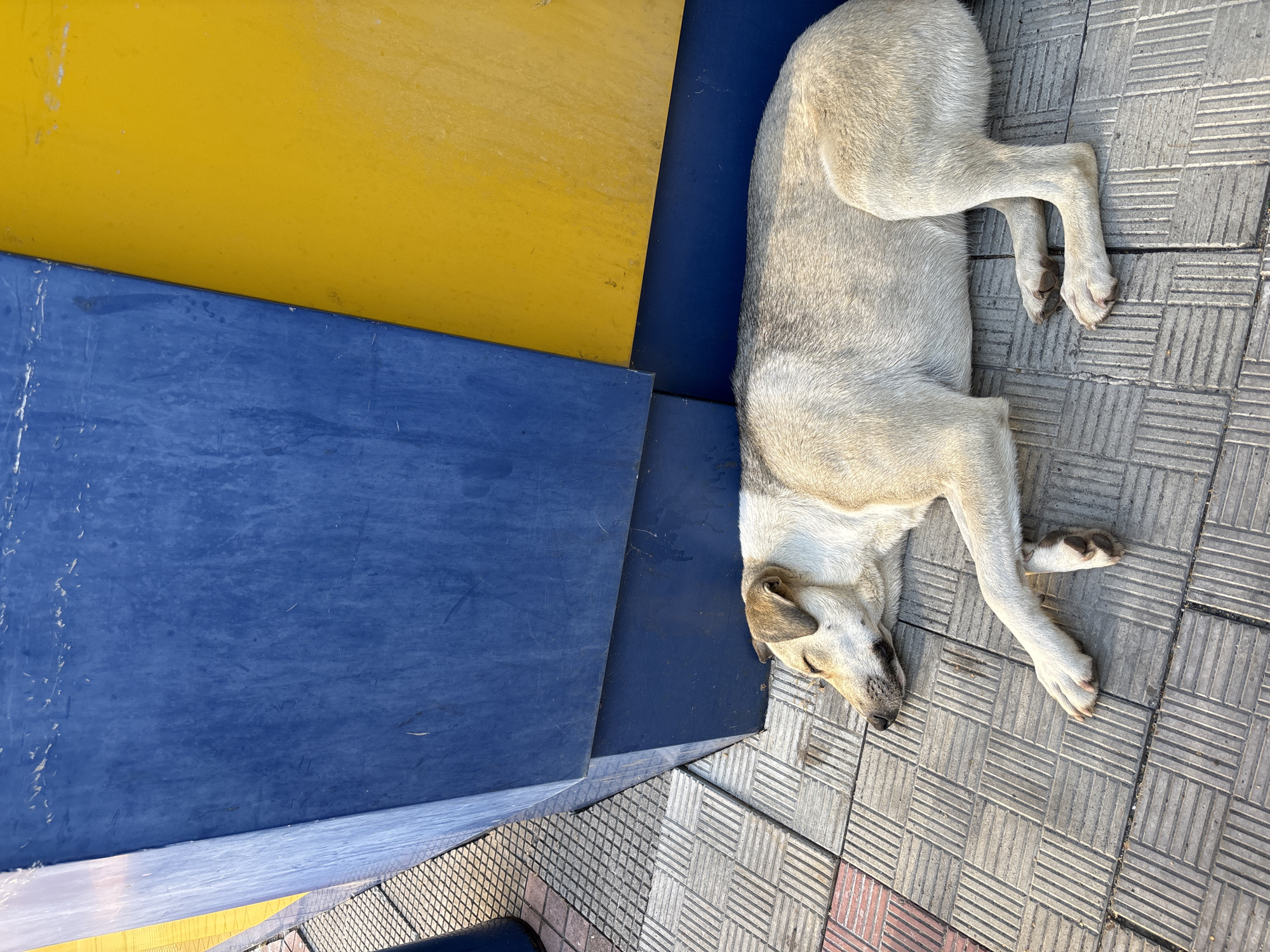 A light-colored dog with dark markings sleeps on a patterned tiled surface in front of a blue and yellow geometric structure. The dog is lying on its side, with its head resting on the ground and its paws outstretched. The tiled surface appears to be a sidewalk or public walkway. The blue and yellow structure is angular and appears to be made of metal or painted concrete. Sunlight illuminates the scene, casting shadows on the tiles. The background is out of focus but suggests an outdoor urban environment.