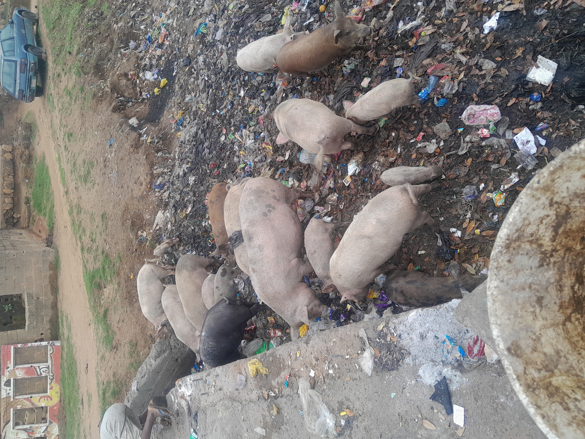 A large group of pigs of varying sizes and colors (white, brown, black) are foraging through a substantial pile of garbage in Jos, Nigeria. The garbage consists of plastic wrappers, discarded containers, and organic waste, scattered across a dirt-covered area. Some pigs are at the edge of a concrete embankment, while others are deep within the garbage pile. A person’s legs are visible in the bottom left corner. In the upper left of the frame, a blue car is partially visible. A building is partially visible in the bottom left corner.
