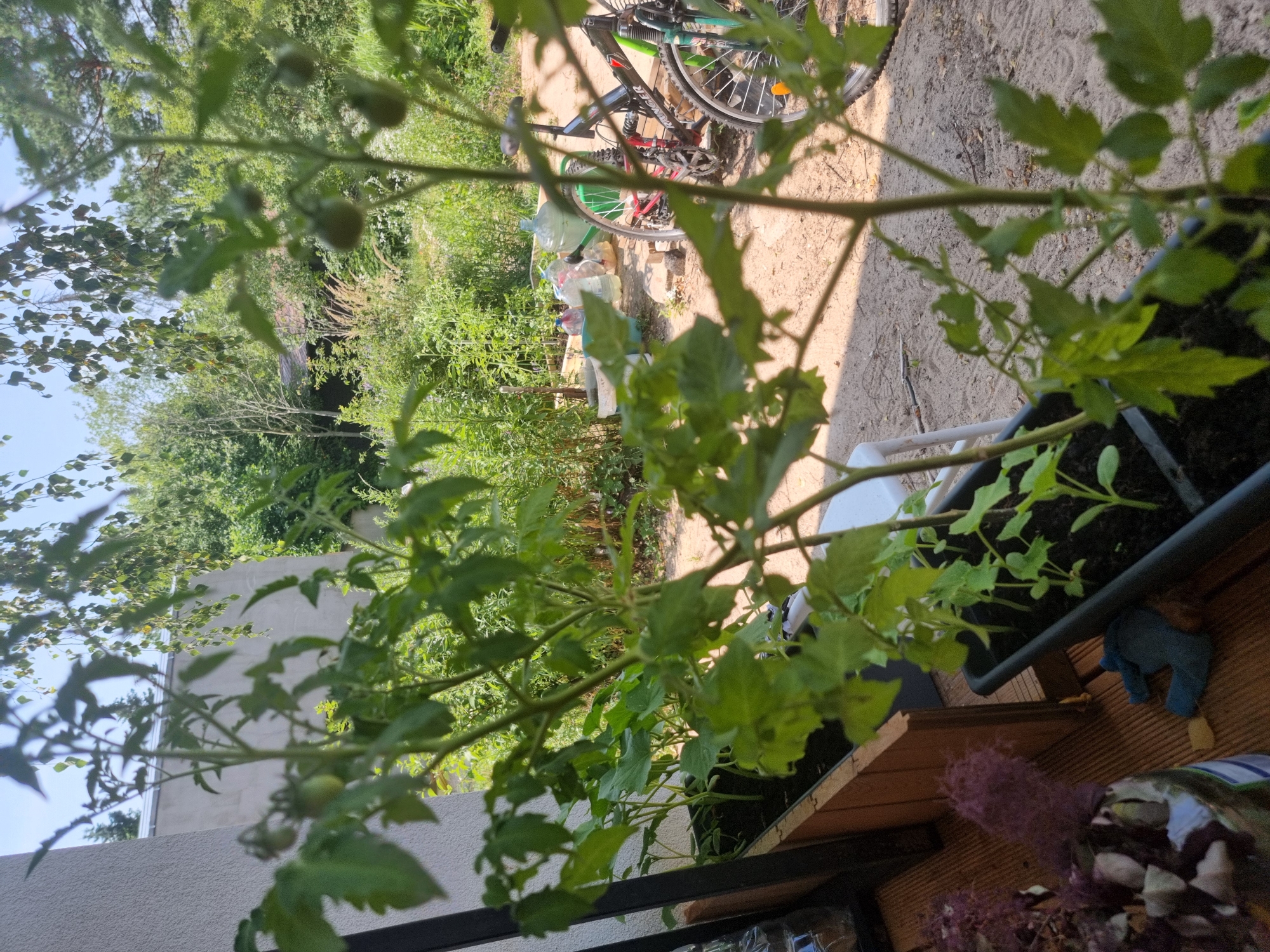The image depicts an outdoor scene, likely a backyard or garden area in Szczaki, Poland. The perspective is low, looking up through the branches of a tomato plant, which is in the foreground. The plant has several small green tomatoes visible.
In the middle ground, a bicycle is parked. It appears to be a mountain bike with a green frame and black accents. Beside the bicycle, there are several large plastic water bottles, some filled and some empty. Beyond the bicycle, a dense green hedge or shrubbery can be seen, with a hint of a wooden structure or fence.
The background consists of more greenery, suggesting a natural or overgrown environment. The ground appears to be sandy or dirt. The lighting indicates it is daytime, with sunlight casting shadows. The weather appears to be clear and sunny.
In the bottom right of the image, a wooden shelf or planter box is visible, with some dried purple plant material and a small blue stuffed toy. A section of a light-colored wall, possibly part of a building, is also present in the lower left.
The overall impression is one of a casual, somewhat unkempt outdoor space, possibly a home garden or a storage area for garden supplies. No people are visible in the image. The focus is on the plant life and the presence of the bicycle and water bottles.