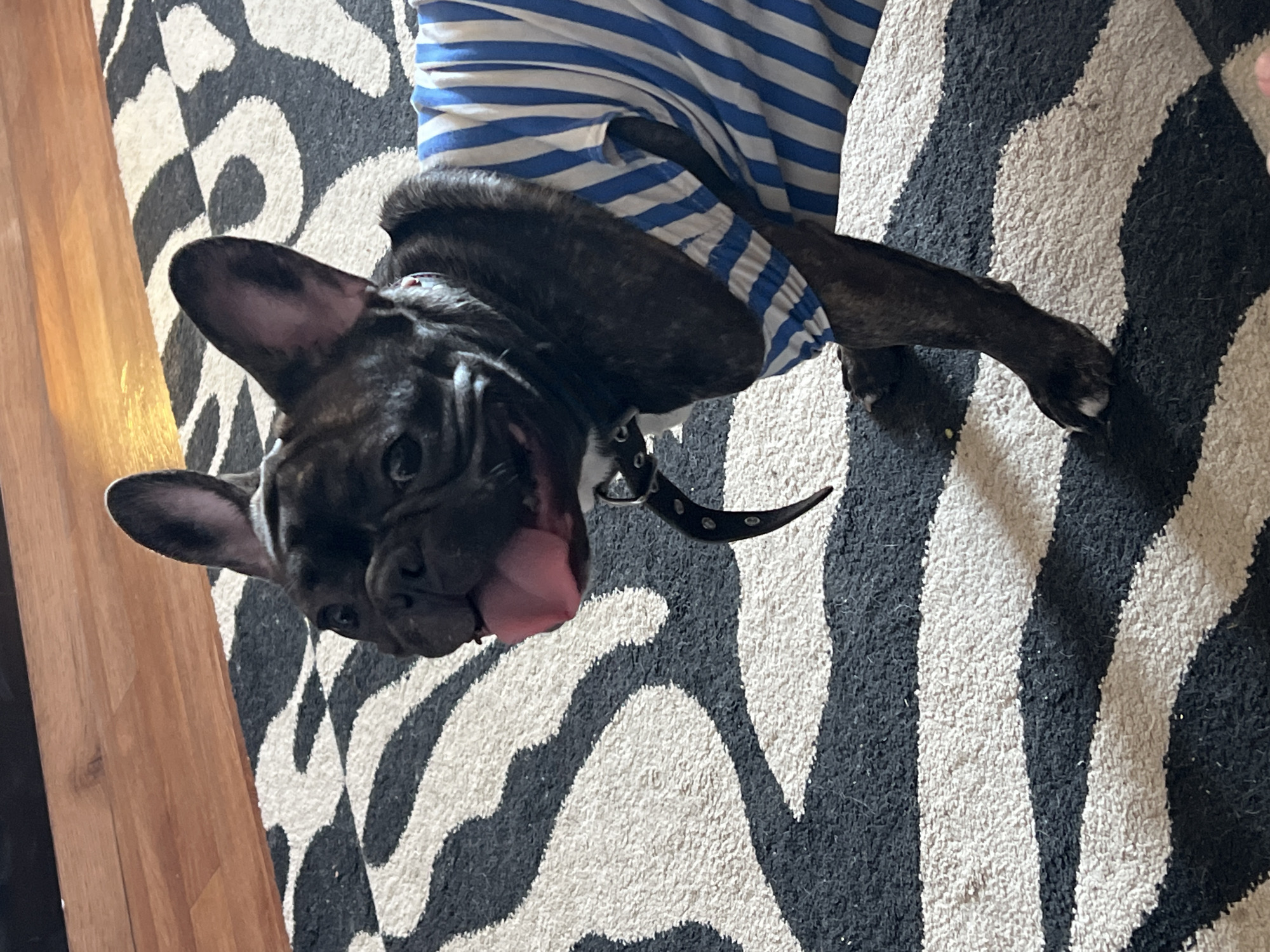 A brindle French bulldog wearing a blue and white striped shirt lies on a black and white zebra-striped rug. The dog is on its back with its tongue sticking out. A brown wooden floor is visible on the left. The dog is wearing a black collar with silver studs. The image does not contain enough information to determine whether it was taken in the city of Chaikovsky, Russia.