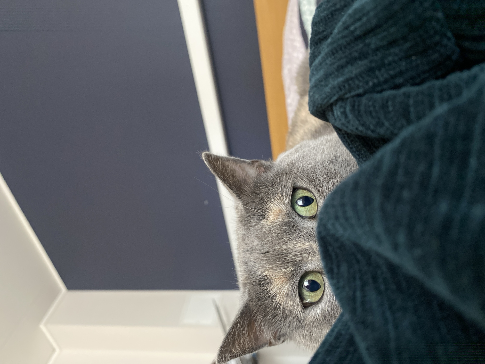 A gray cat with green eyes is looking down towards the camera, partially obscured by a dark green knitted fabric on the right. The background consists of a wall with a white and navy blue section, and a glimpse of a light brown surface. The location is Björklinge, Sweden.