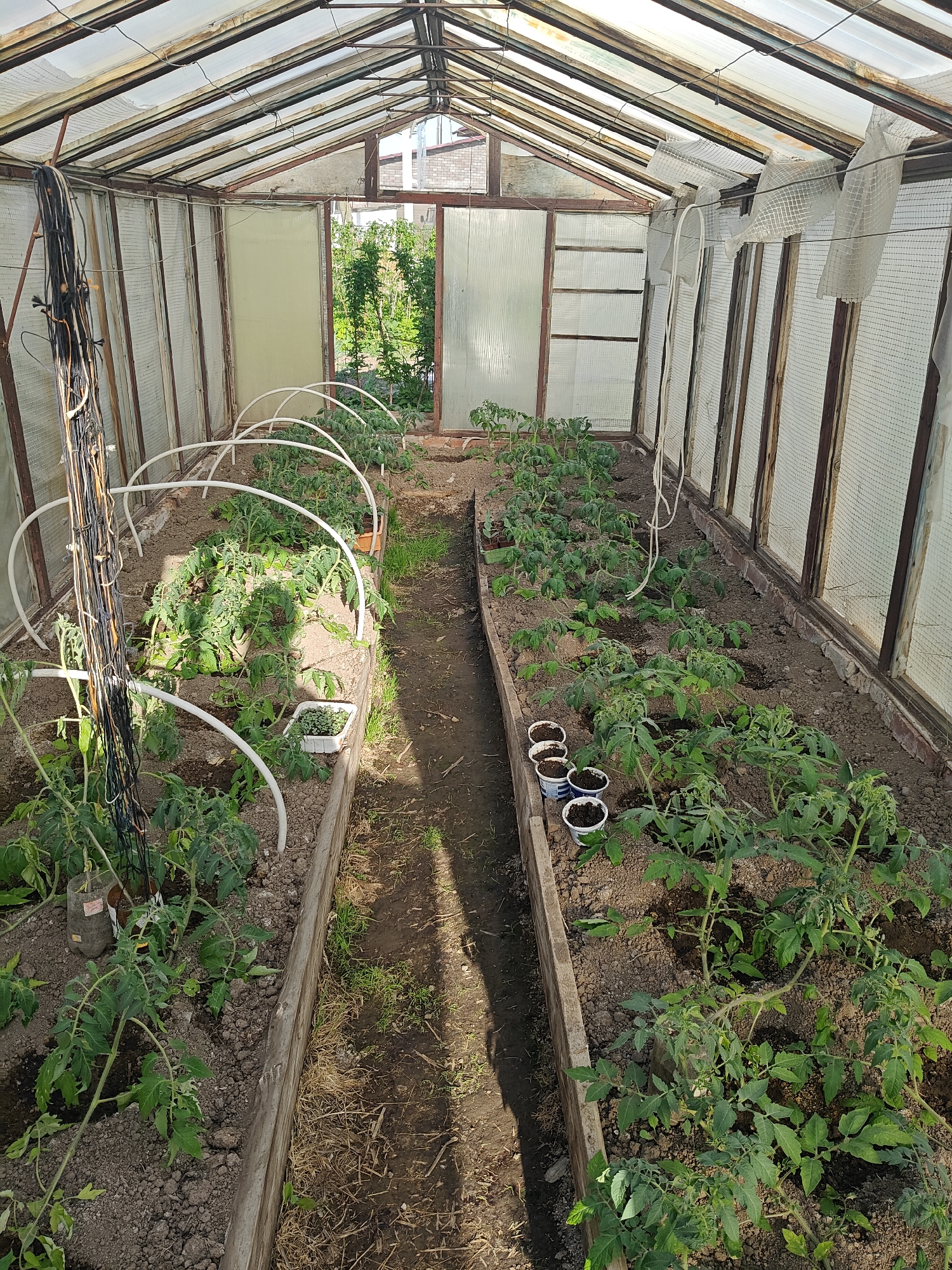 The image depicts the interior of a greenhouse in Фоки, Russia. Two long, raised garden beds filled with tomato plants occupy most of the space. White, arched structures span the left garden bed. Several small pots sit on the ground in the right garden bed. A narrow dirt path runs between the two beds towards an open doorway at the far end of the greenhouse, revealing more greenery outside. The structure has a metal frame with transparent or translucent panels forming the walls and roof. Wires and cords hang from the roof on the left side.