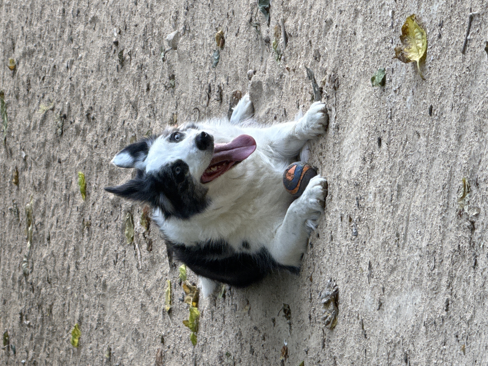 A medium shot of a black and white dog lying on its back on a concrete surface with some leaves and debris on it. The dog is holding a ball in its paws, its tongue is sticking out, and its eyes are open.