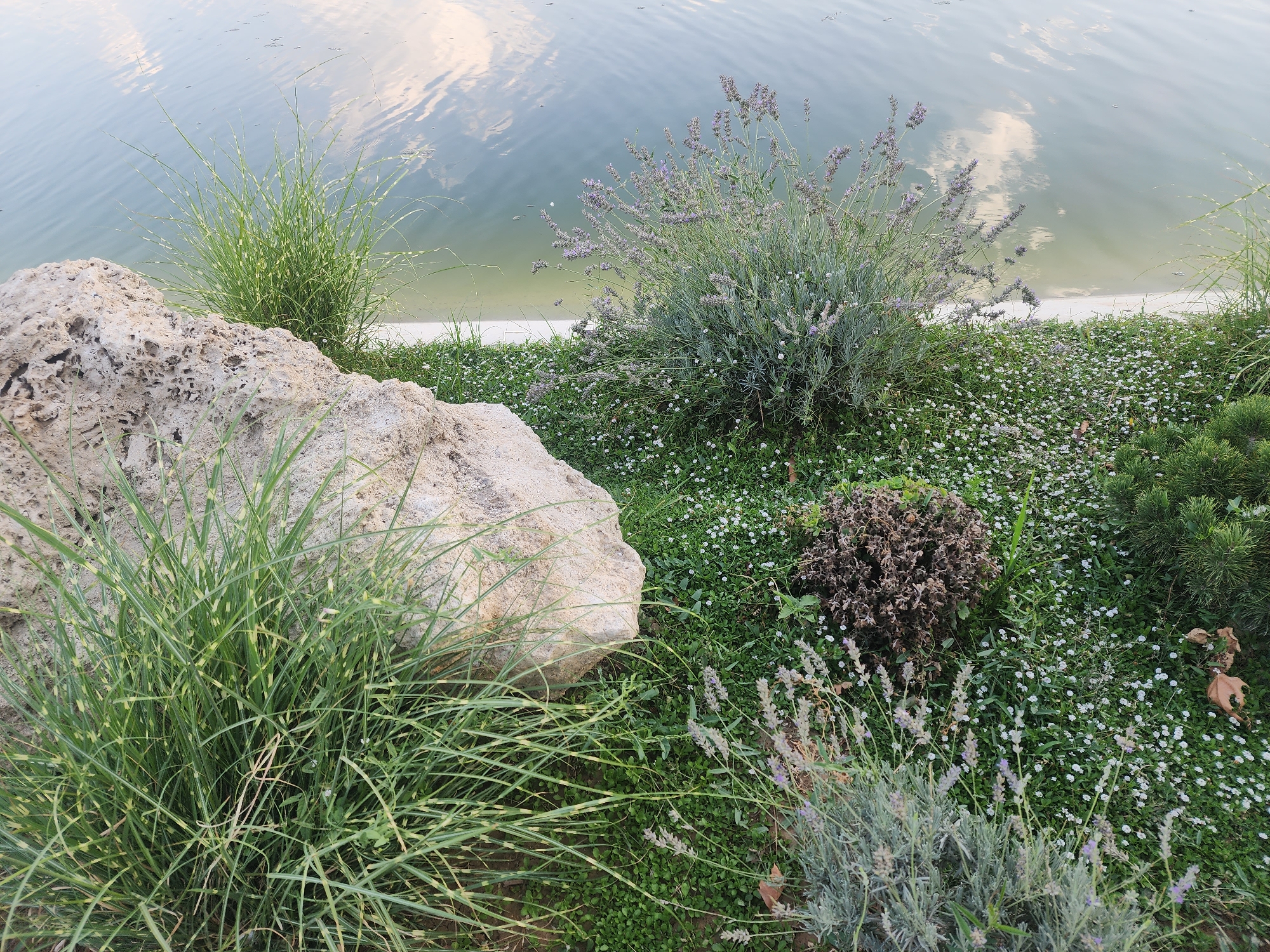 A rock sits on a grassy embankment beside a body of water. The rock is large and porous, with a light beige color. Green grass with yellow stripes grows in front of and around the rock. Behind the rock, a bush with purple flowers, likely lavender, blooms. The water is calm and reflects the sky, which appears cloudy. Small white flowers are scattered throughout the grass. A small evergreen bush is visible on the right side of the image. The scene appears to be a park or garden in Chirchik, Uzbekistan.