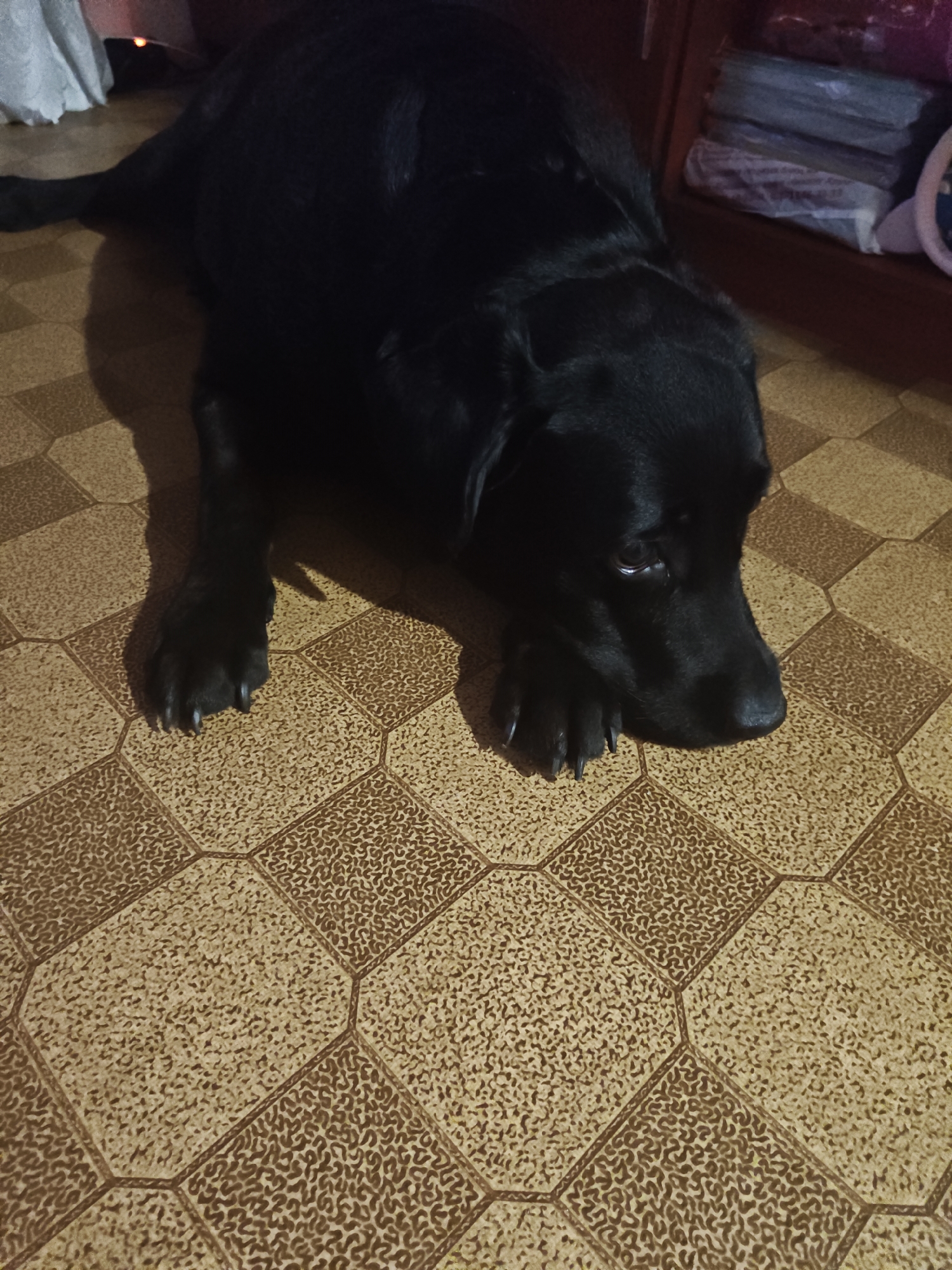 A black Labrador Retriever lies on a tiled floor in what appears to be an indoor setting. The dog is positioned diagonally in the frame, with its head facing towards the right side of the image. Its eyes are partially open, and its expression seems relaxed. The floor is covered in hexagonal tiles with a patterned design in shades of beige and brown. In the background, a portion of a wooden cabinet is visible, containing stacked items. A white curtain is also present on the left side of the frame. The lighting suggests an indoor environment, possibly a home. There is no indication of the specific location within Petropavl, Kazakhstan.