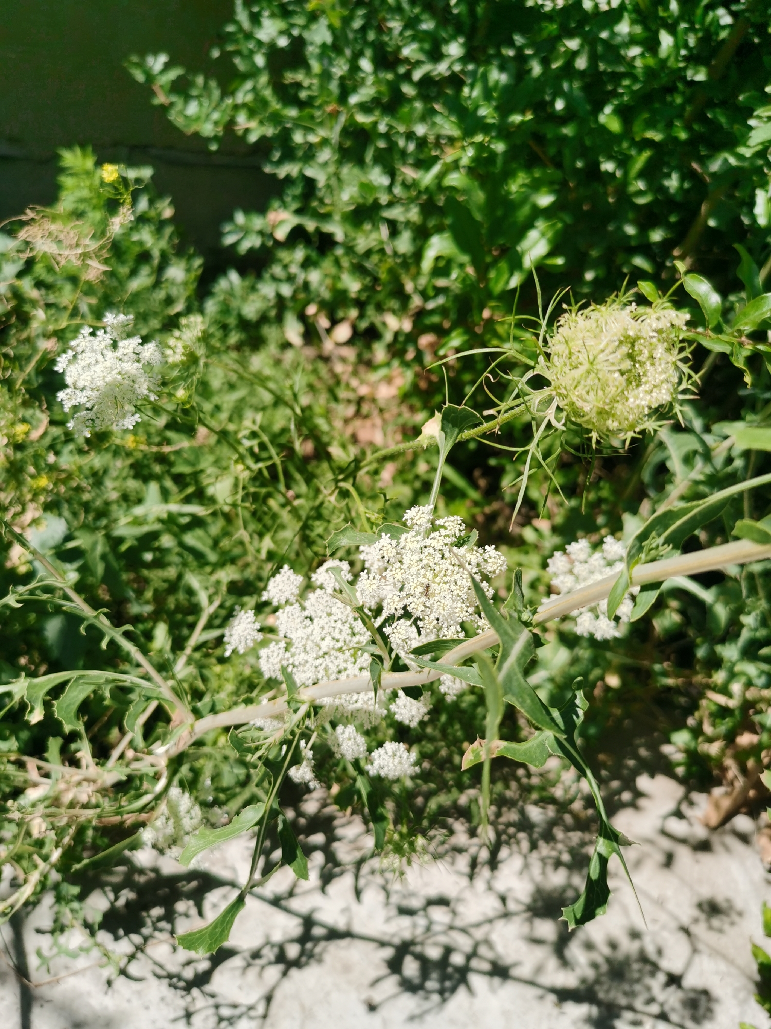 The image shows a close-up, high-angle view of Queen Anne's Lace flowers and foliage in an outdoor setting. The flowers are white and appear to be in various stages of bloom, with some fully open and others still forming buds. The leaves are green and feathery, with serrated edges. The background is filled with more green foliage, suggesting a natural or garden environment. The sunlight creates shadows on a light-colored, textured surface below the plants. There are no people visible in the image. The scene is located in Karabair, Uzbekistan.