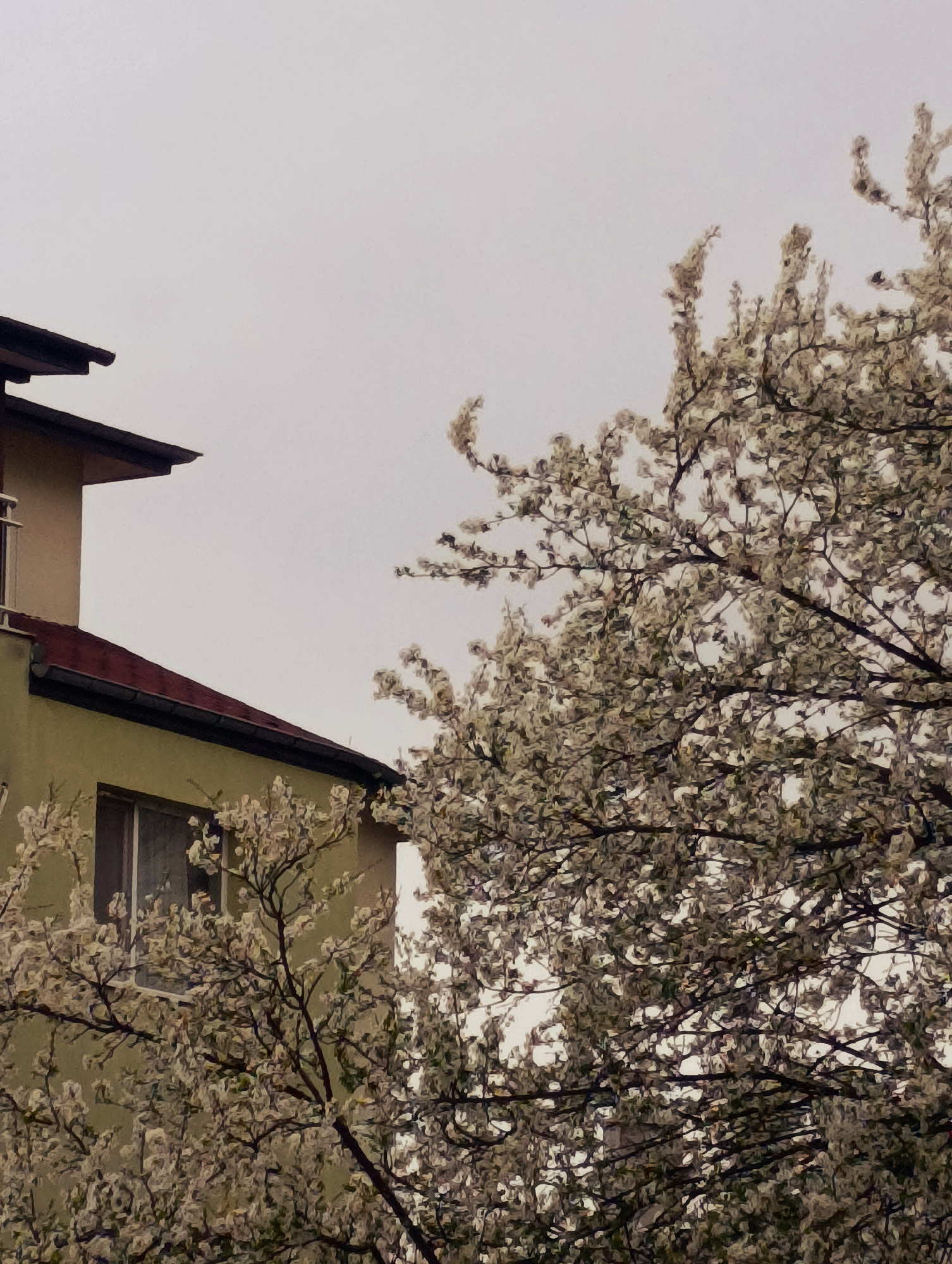 The image shows a residential building adjacent to a blooming tree. The building has a light-yellow facade with a red-tiled roof and dark-colored eaves. A single window is visible on the side of the building facing the viewer. The tree is in full bloom with many small white flowers covering its branches. The sky is overcast, creating a muted light across the scene. Based on the location of Kardzhali, Bulgaria, this is likely a residential area. There are no people visible in the shot.