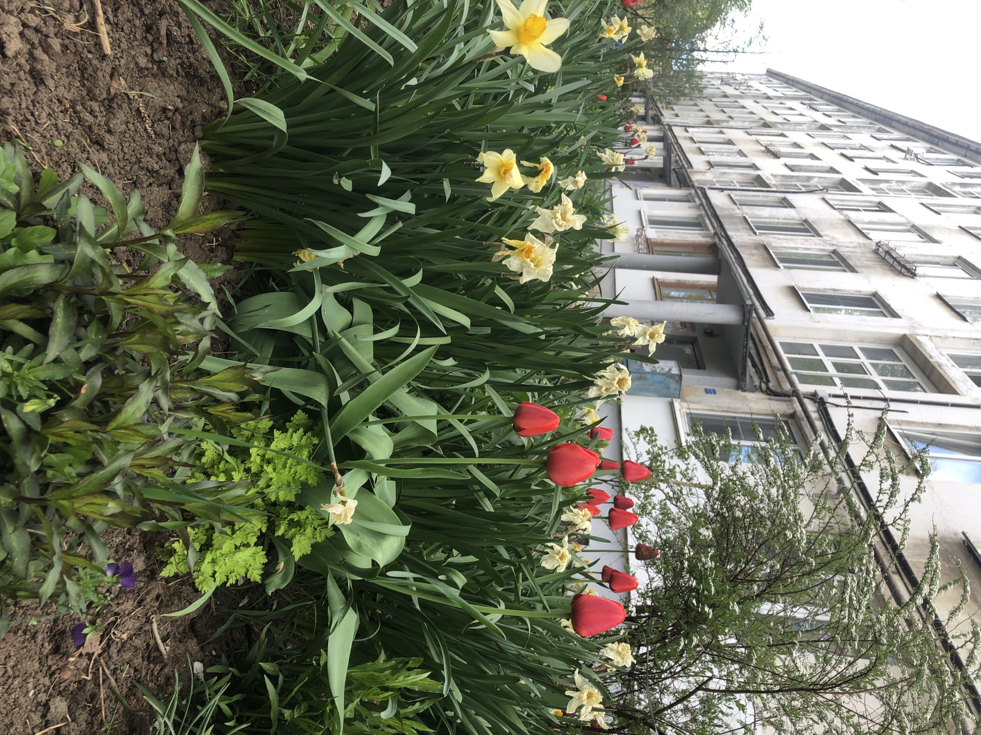The image shows a flower bed with yellow daffodils and red tulips in front of a multi-story building. The building appears to be a Soviet-era apartment block with a white facade and many windows. A small tree or shrub is also visible on the right side of the flower bed. The location is likely in the city of Chaikovsky, Russia, based on the prompt. There are no people visible in the image. The environment appears to be urban, with the building suggesting a residential area.