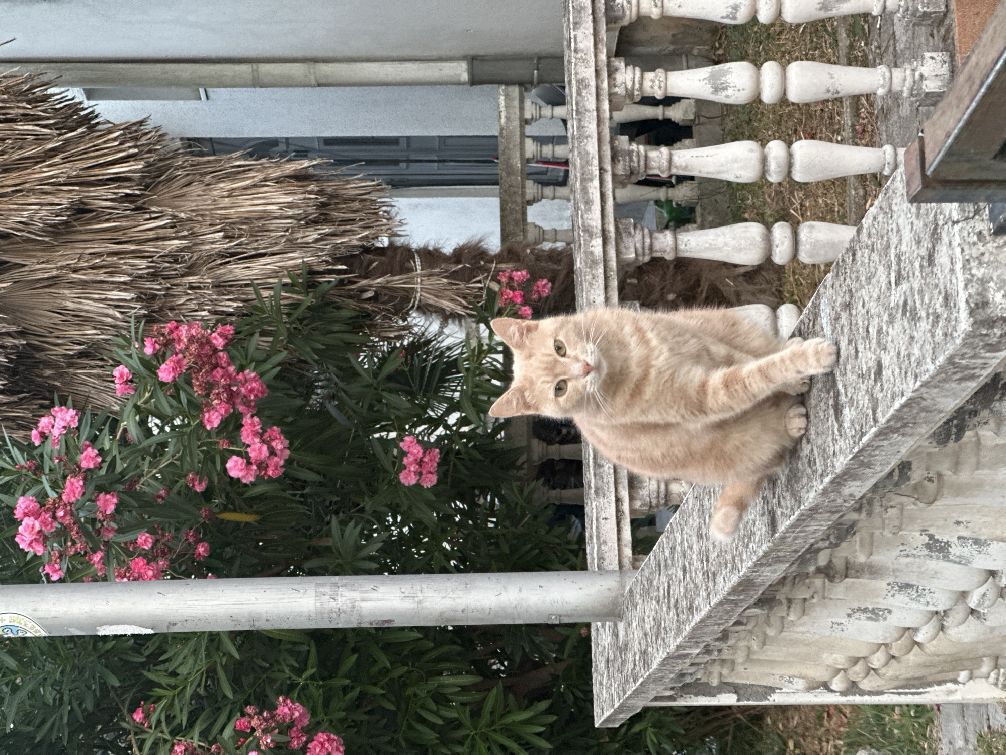 An orange tabby cat is perched on a weathered stone railing, its body facing forward, with its left paw extended as if mid-step. The cat has green eyes and is looking directly at the camera. Behind the cat, a dense green bush with clusters of bright pink flowers is visible, interspersed with a tall, gray metal pole on the left. To the right of the flowers, a dried palm frond hangs down. In the background, a white building with visible windows and a balcony with white balusters can be seen. The overall scene appears to be outdoors in a residential area, potentially in Budva, Montenegro, given the architectural style of the balcony and the presence of Mediterranean vegetation. The ground beneath the railing is covered with dry grass and some scattered leaves.