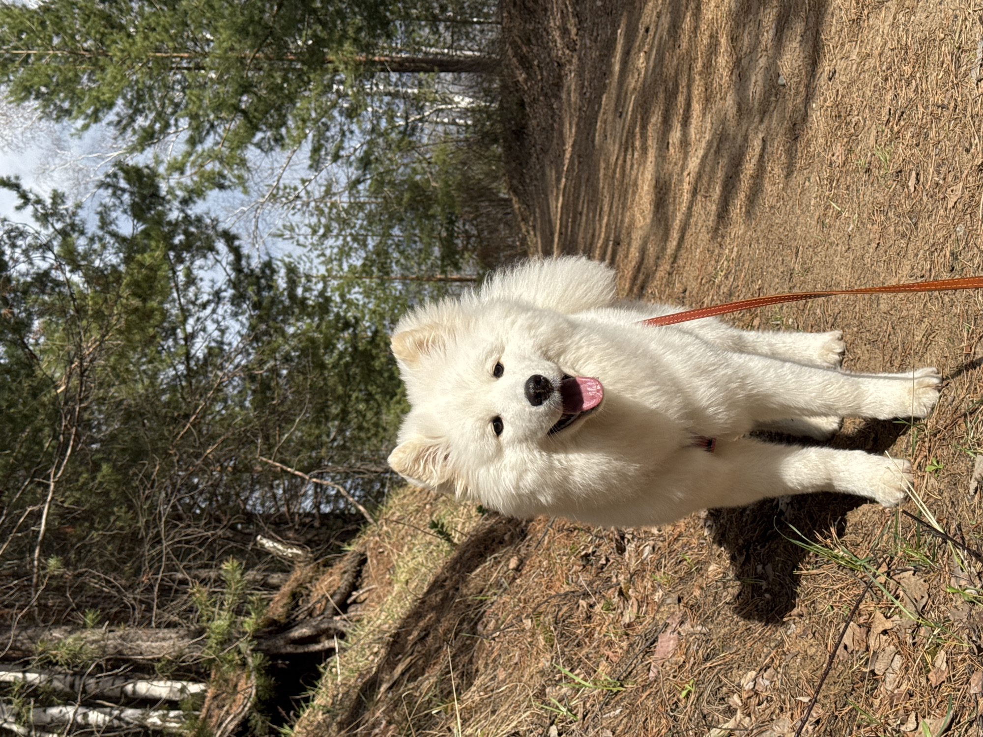 A fluffy white Samoyed dog, possibly a puppy, is the central subject of this brightly lit outdoor photograph. The dog is looking directly at the camera with an open mouth, revealing its pink tongue, suggesting excitement or panting. It has a black nose and dark eyes and wears a thin reddish-brown leash.
The setting is a forest trail in Chaikovsky, Russia. The dog is standing on an unpaved path covered with dry leaves, pine needles, and sparse patches of grass. Strong shadows from overhead trees stretch across the path, indicating clear, sunny weather, likely mid-morning or afternoon.
The background is dominated by tall, green coniferous trees, with their foliage visible against a bright, slightly hazy blue sky. On the left side of the image, the terrain slopes upwards, revealing more dense undergrowth, fallen branches, and what appear to be light-colored tree trunks, possibly birch.
The activity taking place is a walk or hike through the woods. The dog appears happy and engaged, contributing to an overall sense of a pleasant day spent outdoors in nature. No text is visible in the image.