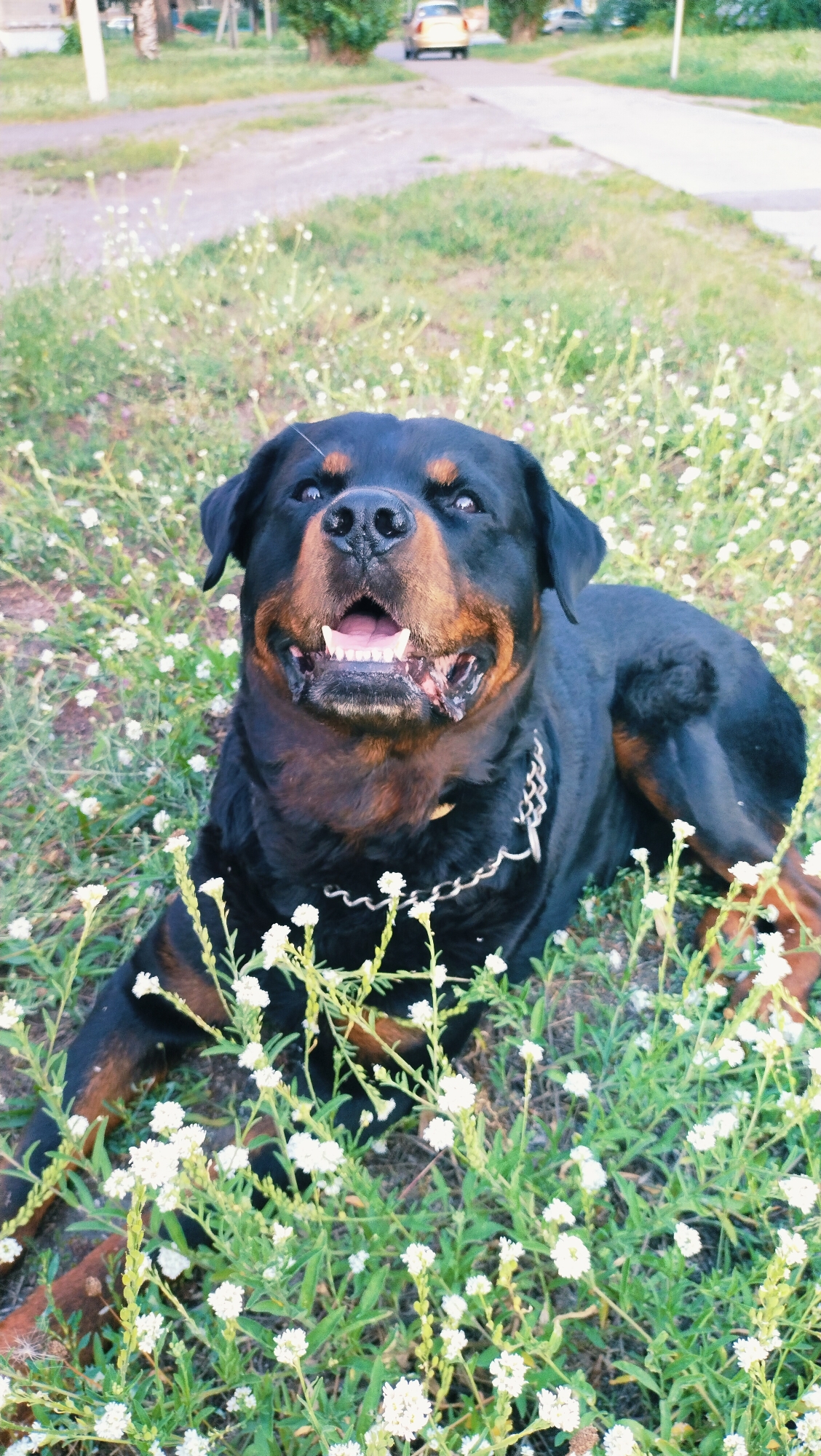 In Horishni Plavni, Ukraine, a Rottweiler dog with black and tan markings lies in a grassy area dotted with small white flowers. The dog is facing the camera, with its mouth open and tongue visible, appearing to pant or smile. It wears a silver chain collar. In the background, a paved path runs alongside a grassy verge, with trees and a light-colored car visible further down the path. The overall environment suggests an outdoor, possibly urban park or residential area.