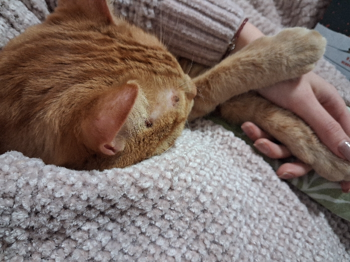 The image depicts an indoor scene in Varna, Bulgaria, focusing on an orange domestic short-haired cat and a human. The cat is shown in a close-up, resting on a light beige, plush, textured blanket. Its head is turned away from the viewer, revealing a small lesion or scab on the skin above its right ear. The cat's two front paws extend forward, partially covered and rested upon by a human left hand. The human hand exhibits manicured fingernails with a light polish, and a slender bracelet is visible on the wrist. A light-colored, possibly ribbed, garment sleeve covers the human's forearm. In the background, a green fabric with a white leaf pattern is discernible.