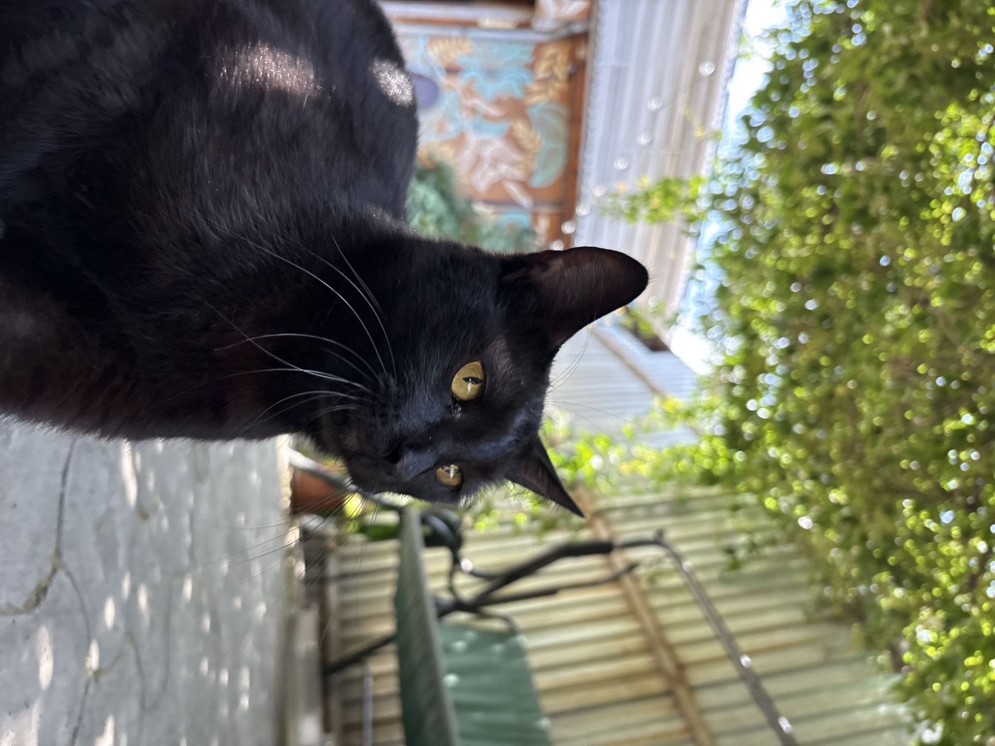 A close-up, low-angle outdoor shot shows a black cat with yellow eyes looking to the right. The cat is in focus, with its fur appearing slightly matted in places, possibly from sun exposure. Behind the cat, the background is blurred, depicting a residential backyard. To the left, a white building with colorful murals is visible, and above that, green foliage from a tree or vine hangs down, creating dappled sunlight on the ground. To the right, a green metal bench with a black frame and a partial view of a light-colored corrugated metal fence are visible. The ground is paved with light-colored stones, with shadows from the foliage creating circular patterns. The scene appears to be in a warm, sunny climate, possibly Almaty, Kazakhstan, given the typical residential backyard architecture and vegetation seen in the region. No people are present in the frame.