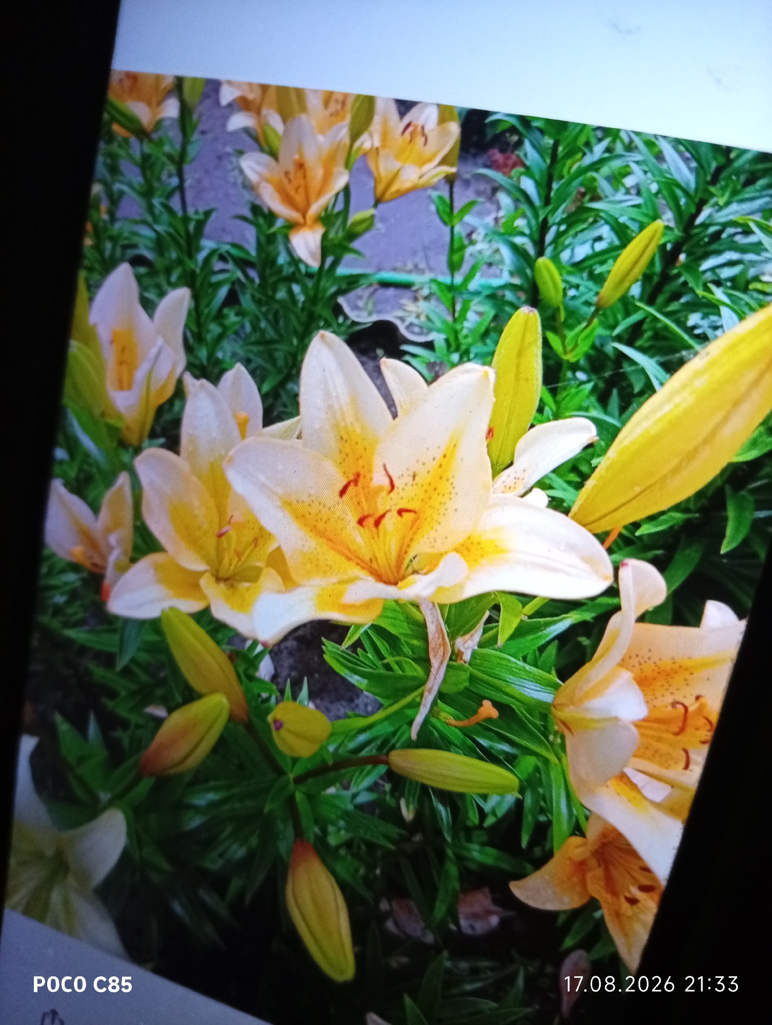 The image depicts a close-up, slightly tilted view of several yellow and white lilies in bloom, interspersed with lush green foliage. Some lilies are fully open, revealing their delicate petals and stamen, while others are still in bud. The overall impression is one of a vibrant floral arrangement, likely in a garden setting. The bottom left corner of the image shows the text "POCO C85", indicating the phone model used to capture the photo. The bottom right corner displays a timestamp: "17.08.2026 21:33". There are no people or specific city landmarks visible in the image. The environment appears to be outdoors, with hints of what might be a gravel or stone path in the background.