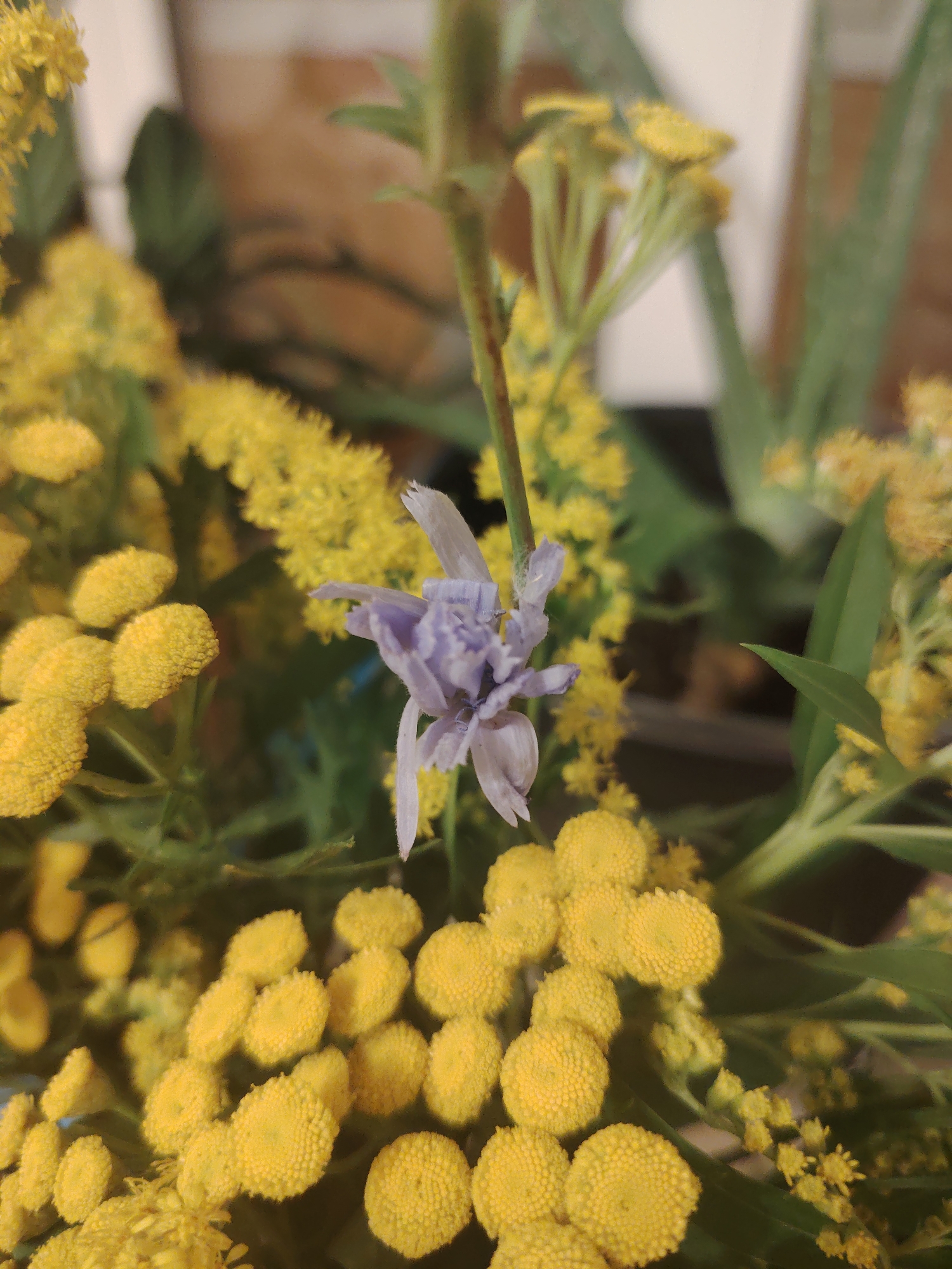 A close-up, low-angle shot focuses on a bouquet of flowers. The foreground is dominated by clusters of small, bright yellow flowers with textured, rounded heads, resembling tansy or yarrow. Interspersed among the yellow flowers is a single, delicate lavender-blue flower with thin, wispy petals, positioned slightly off-center to the right. Green stems and leaves create a lush background, out of focus. The lighting is soft, and the overall impression is one of natural beauty. There is no indication of the city of Konakovo, Russia, or any specific location within it. The image depicts a static arrangement of flora.