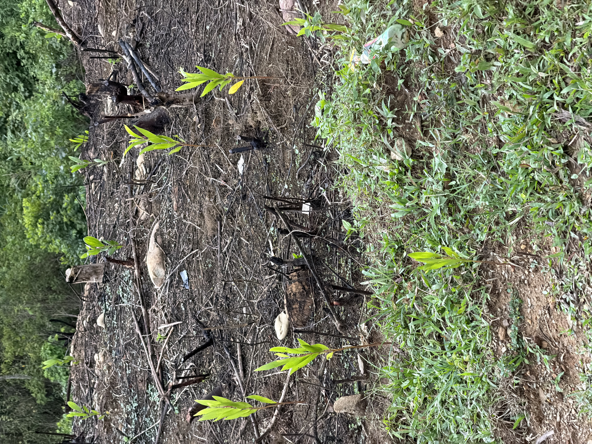 The image depicts a ground-level view of an area divided into two distinct sections. The left side shows signs of a recent fire, with charred sticks, ash, and burned organic matter covering the ground. Several green saplings are emerging from the burned area, suggesting regrowth after the fire. The right side is covered in green vegetation, with a mix of grasses and other small plants. There is a clear line of demarcation between the burned and unburned areas. The scene is outdoors. The location is Huế, Vietnam.