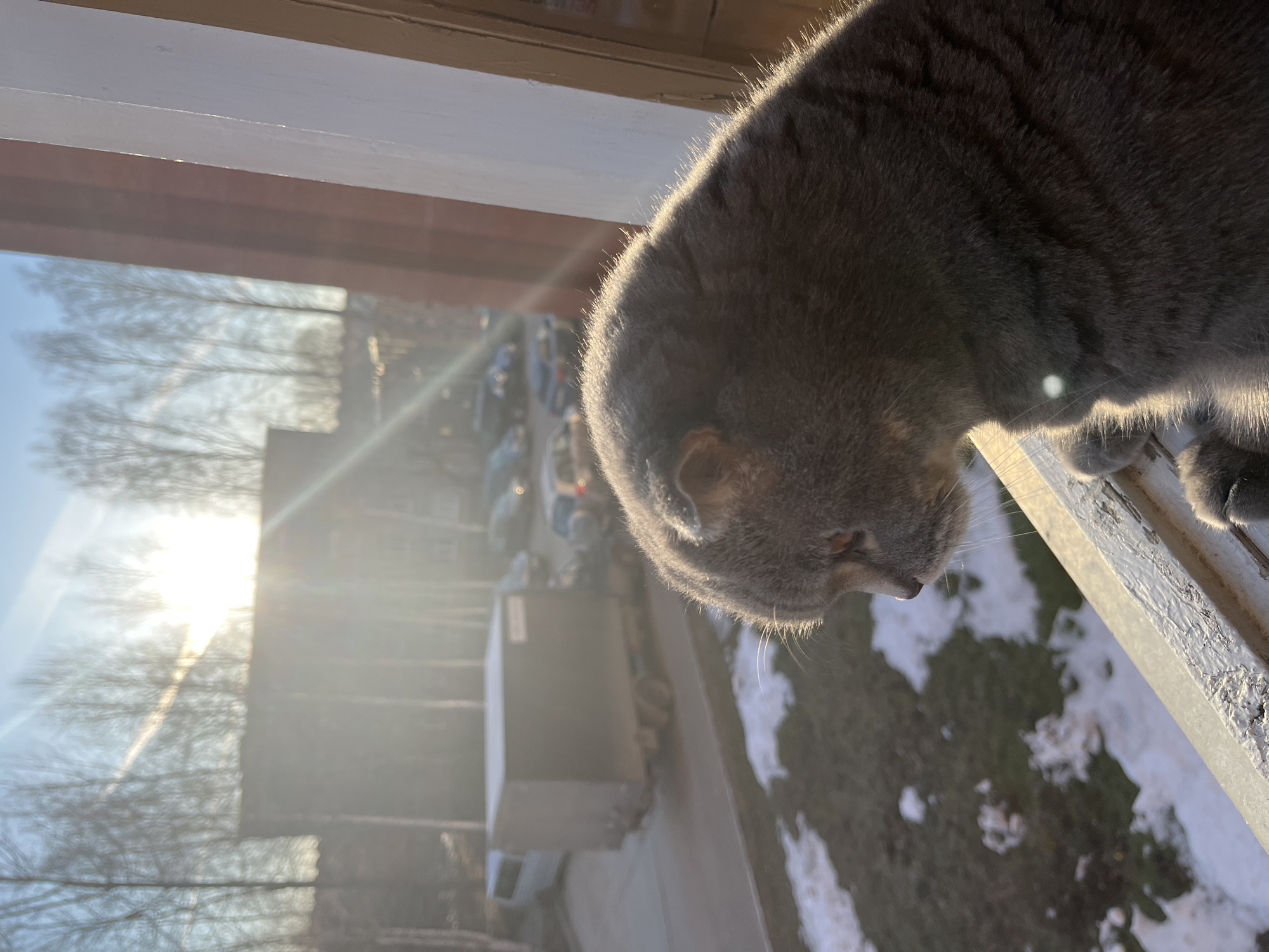 A grey Scottish Fold cat is perched on a windowsill, looking downward. Through the window, a blurred exterior scene is visible featuring trees, buildings, parked cars, and patches of snow. The bright sunlight illuminates the cat's fur and casts a glare on the window. Based on the prompt, the location is Chaikovsky, Russia.