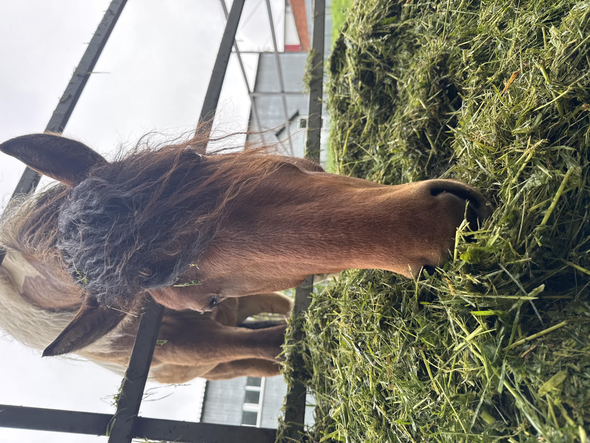 In Vereshchagino, Russia, a low-angle photograph captures a reddish-brown horse consuming a large pile of freshly cut green fodder. The horse's dark, wet forelock, containing multiple strands of green foliage, partially covers its face as its muzzle is buried in the feed in the immediate foreground. To the rear, a section of a lighter brown horse with a pale mane and tail is visible, positioned behind a dark metal fence that traverses the mid-ground and has adhering pieces of green plant matter. The background features several light industrial or agricultural buildings constructed with corrugated metal walls and roofs, one exhibiting white-framed windows, all under an overcast sky.